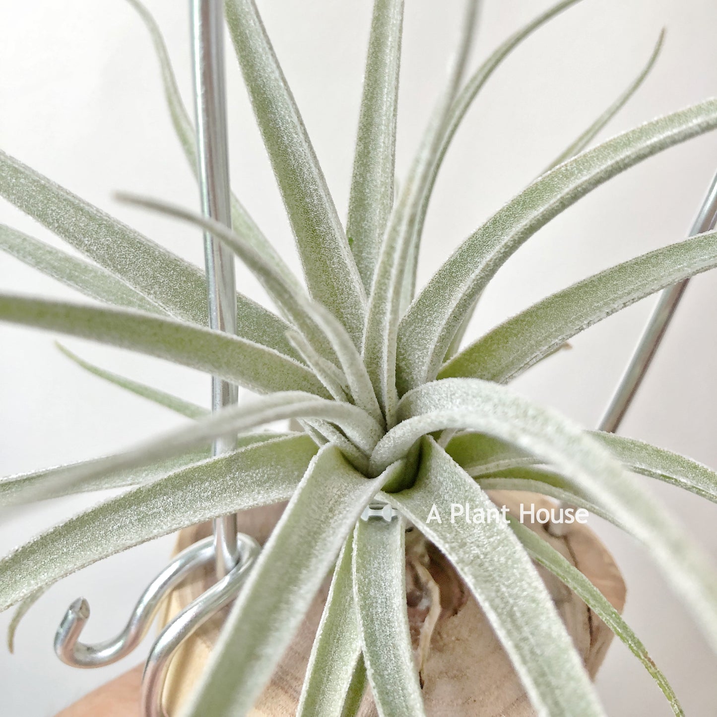 Tillandsia Bird Rock Curiosity
