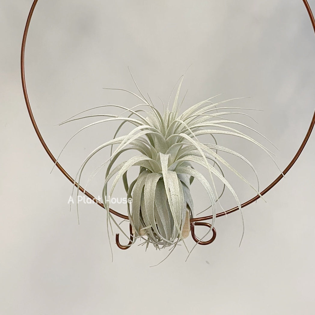 Tillandsia Chapeuensis