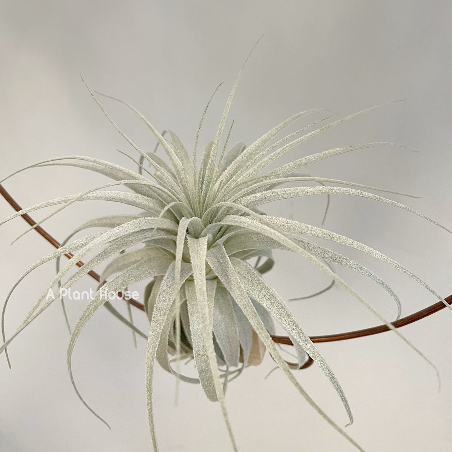 Tillandsia Chapeuensis