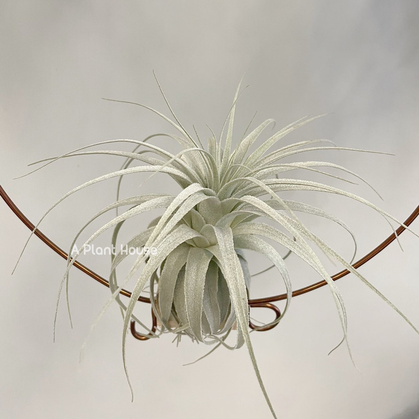 Tillandsia Chapeuensis