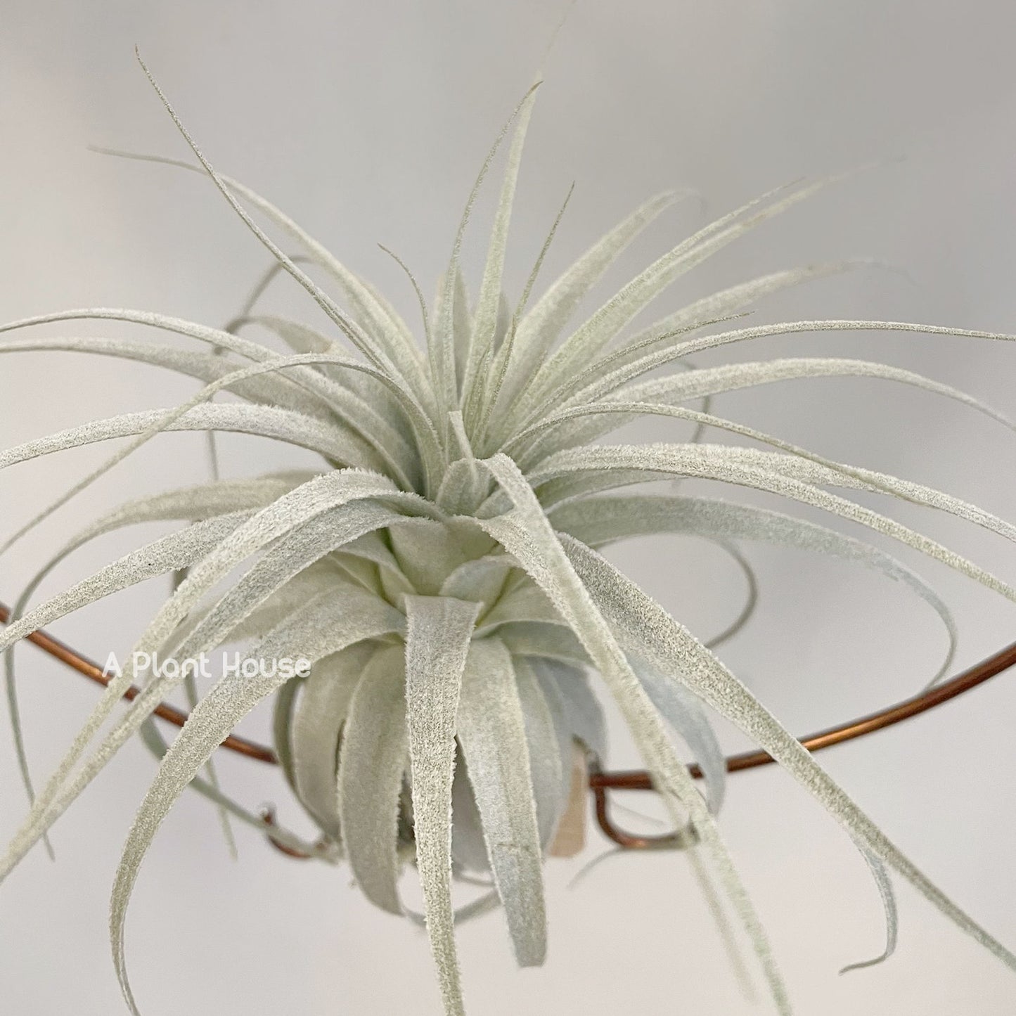 Tillandsia Chapeuensis