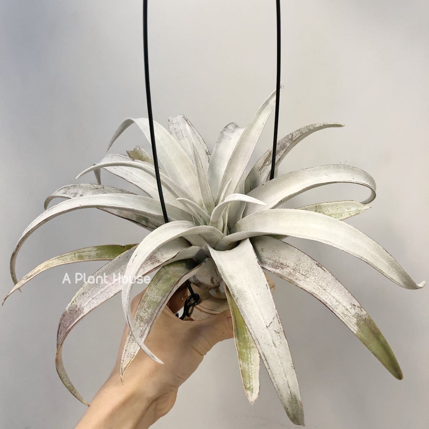 Tillandsia Chiapas gigantesco