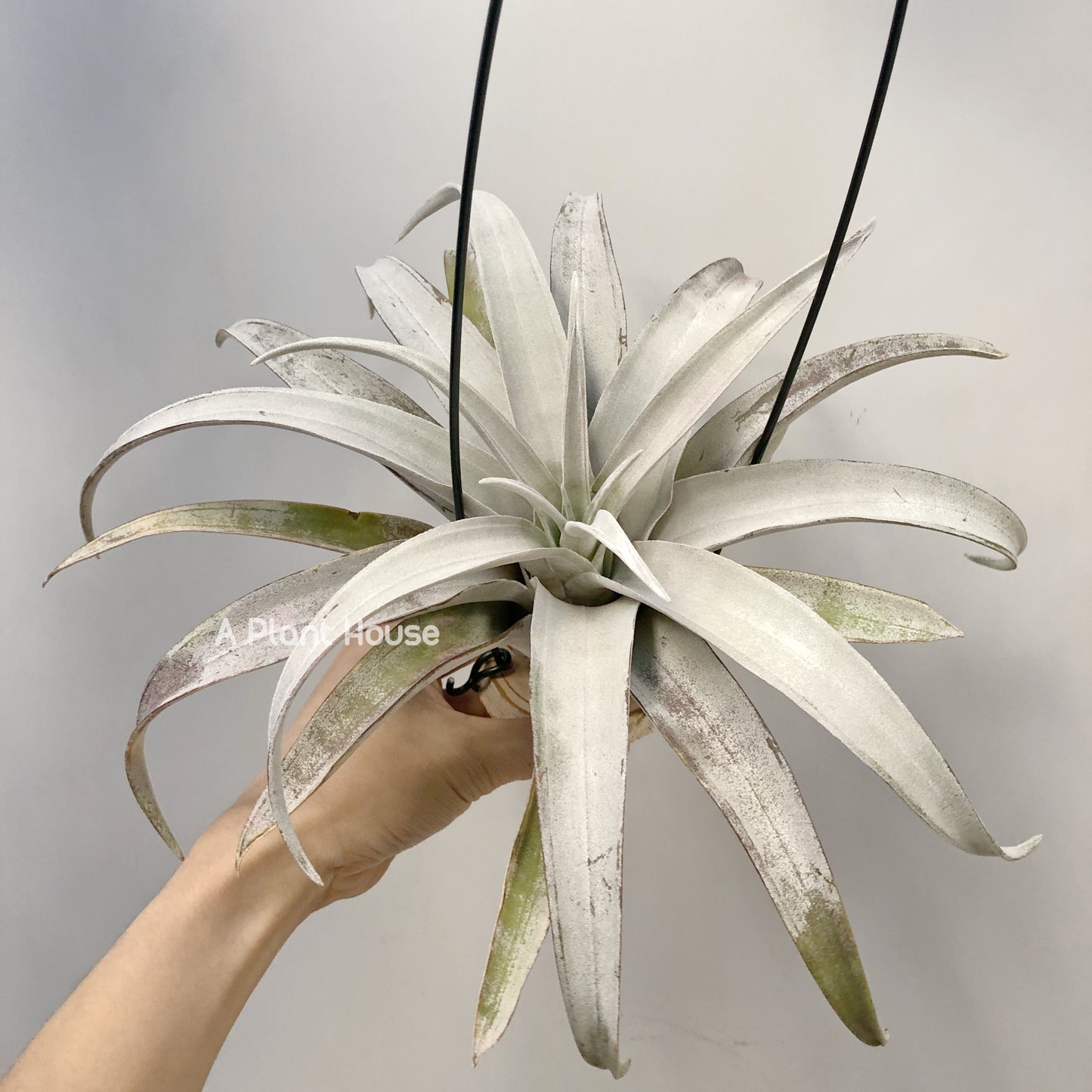 Tillandsia Chiapas gigantesco