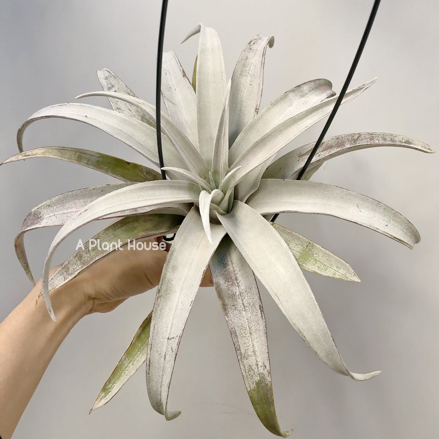 Tillandsia Chiapas gigantesco
