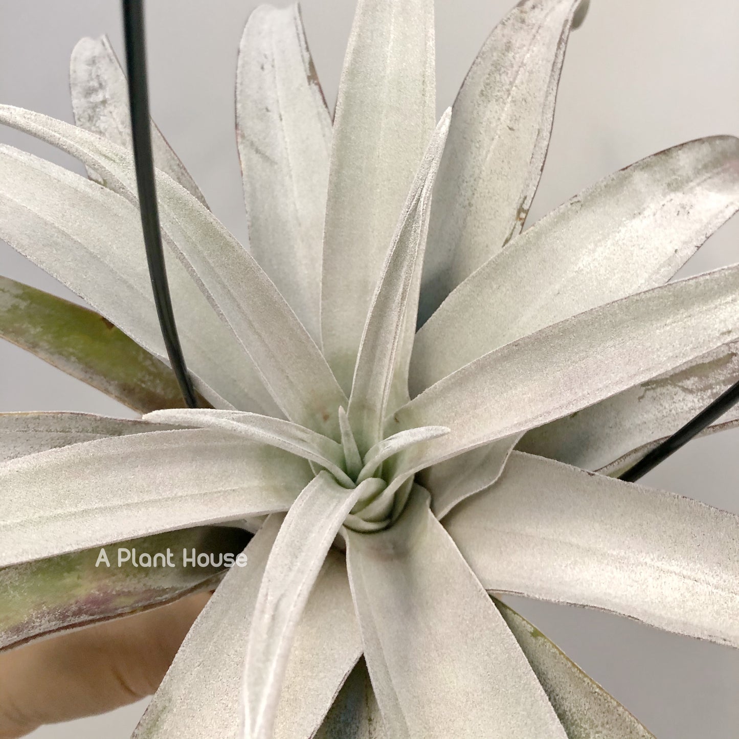 Tillandsia Chiapas gigantesco