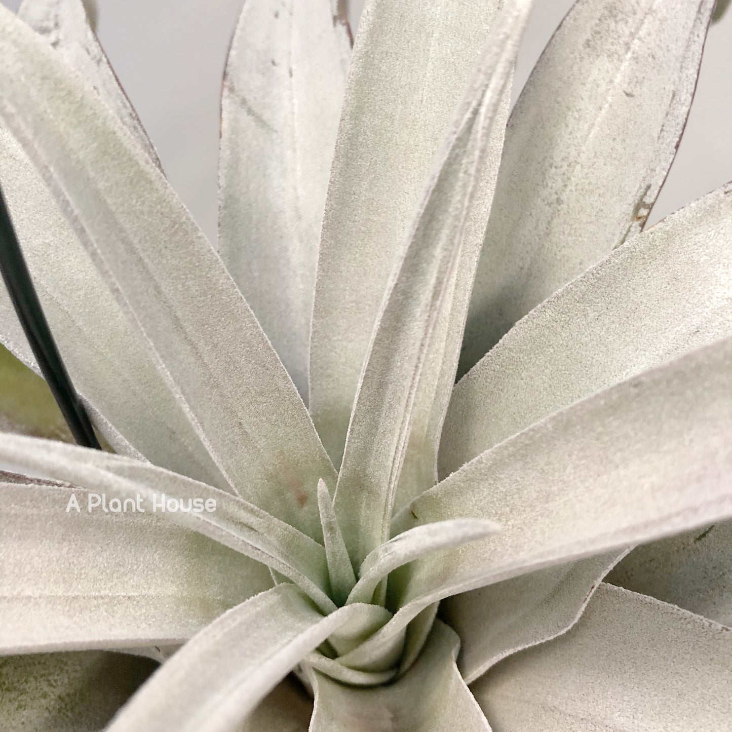 Tillandsia Chiapas gigantesco