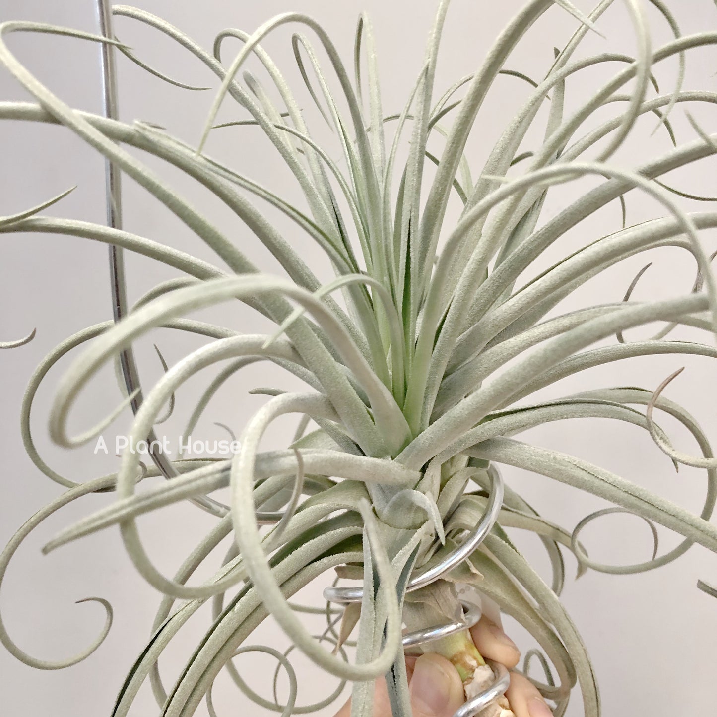 Tillandsia Lilac Spire