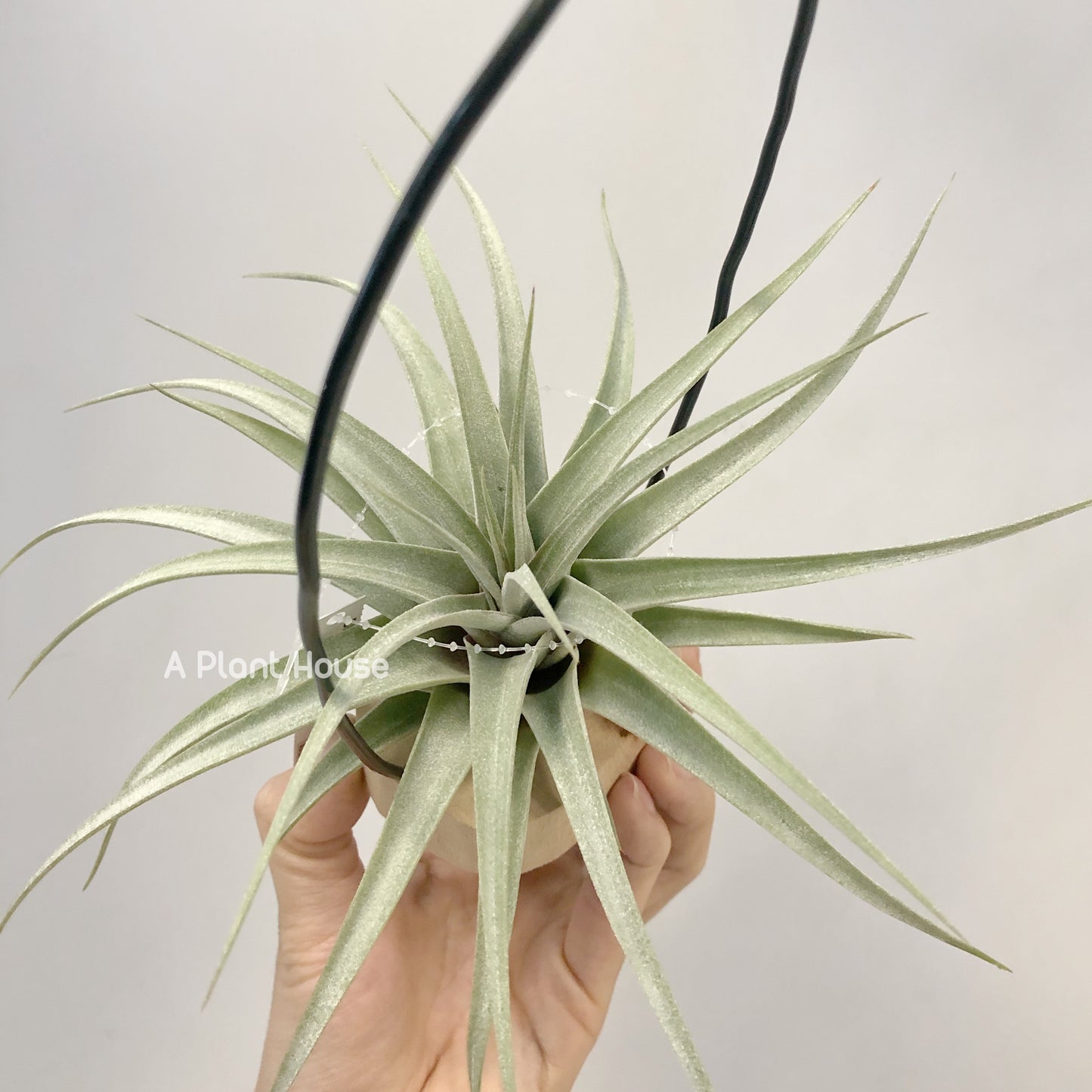 Tillandsia Elisa