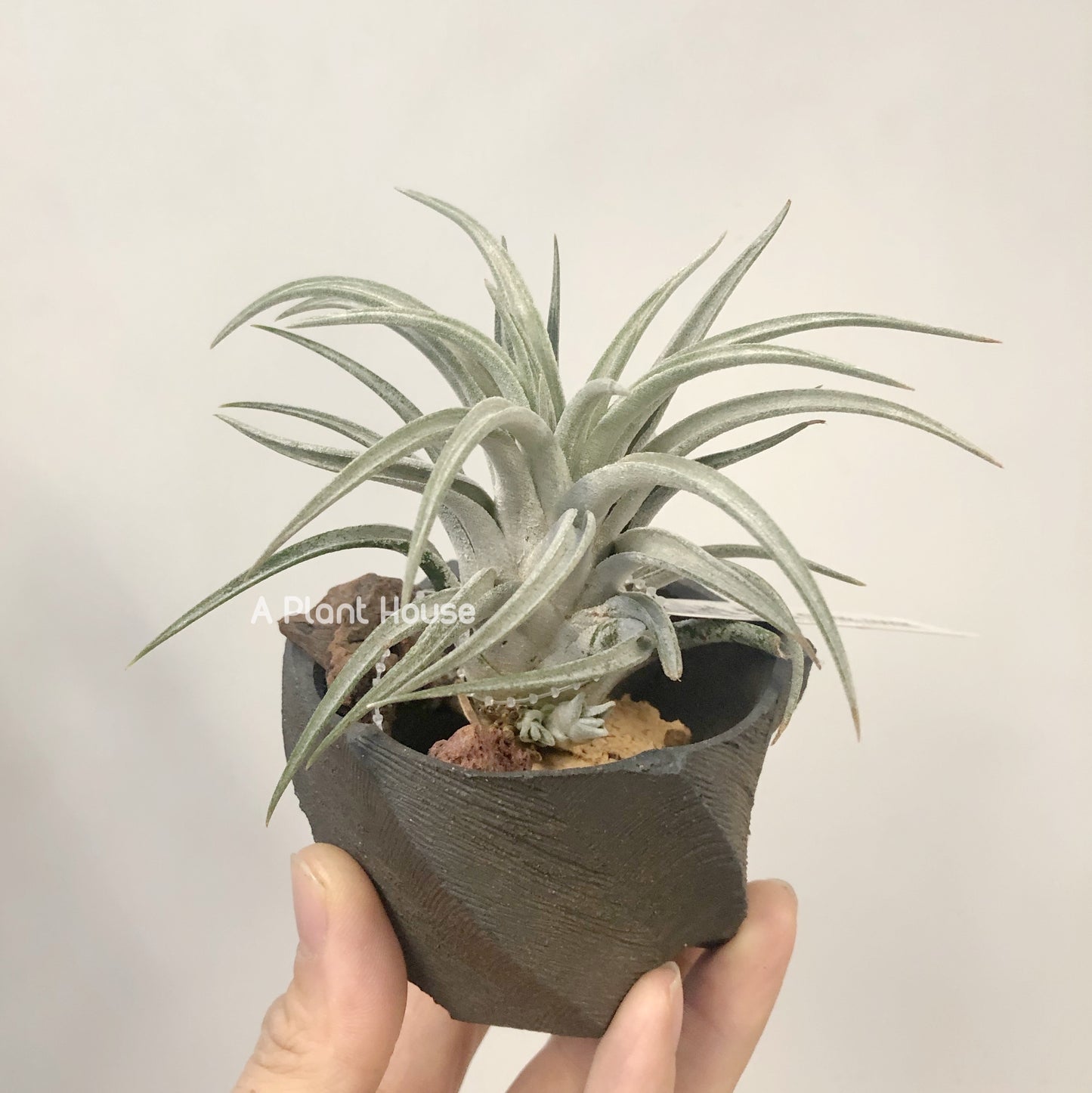Tillandsia Chiapensis x Mitlaensis