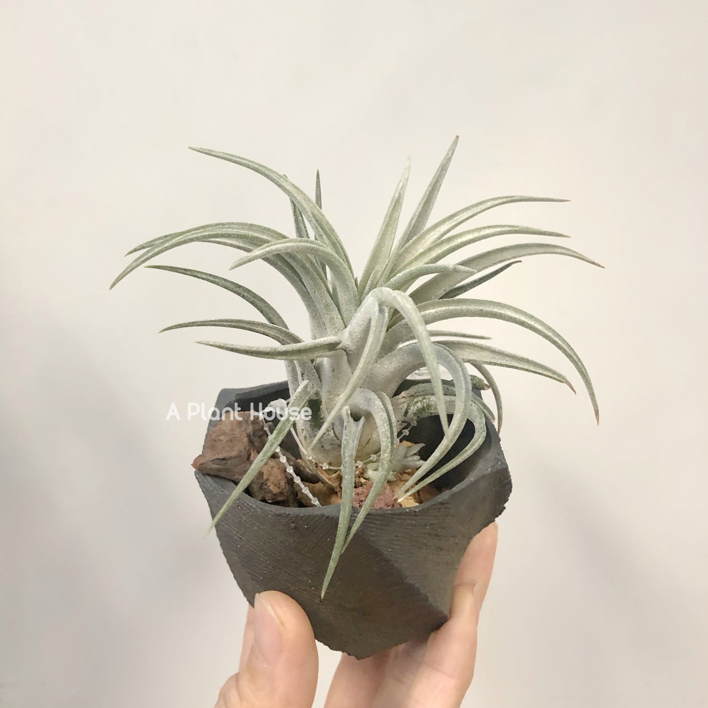 Tillandsia Chiapensis x Mitlaensis