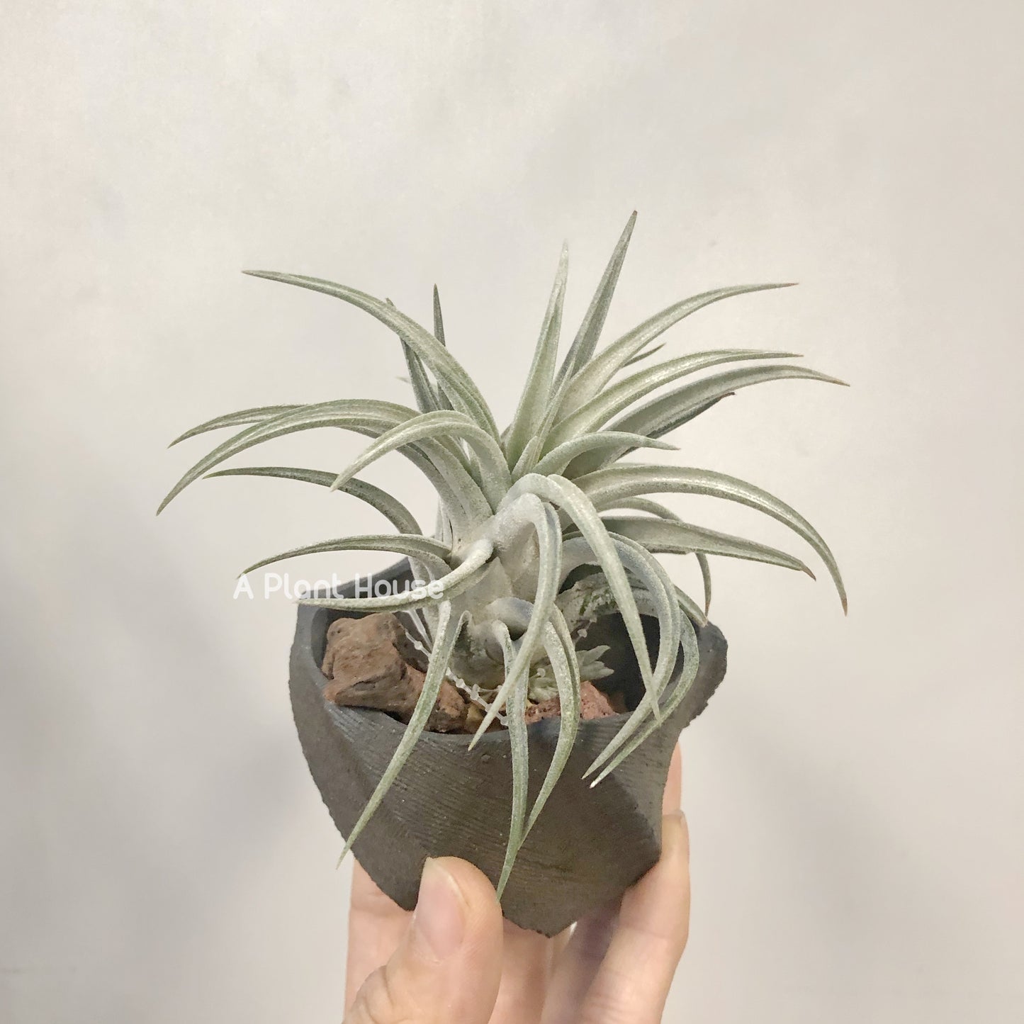 Tillandsia Chiapensis x Mitlaensis