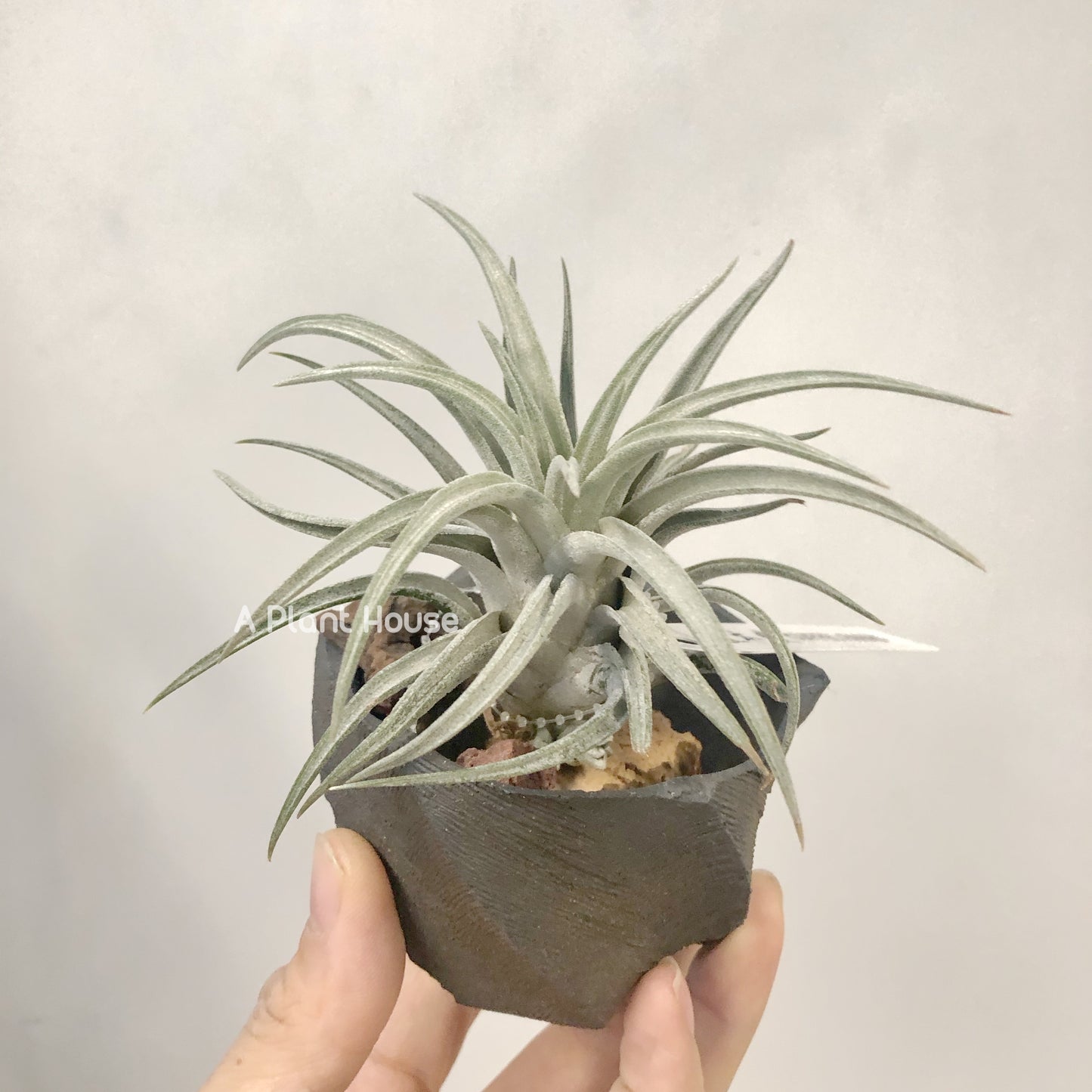 Tillandsia Chiapensis x Mitlaensis