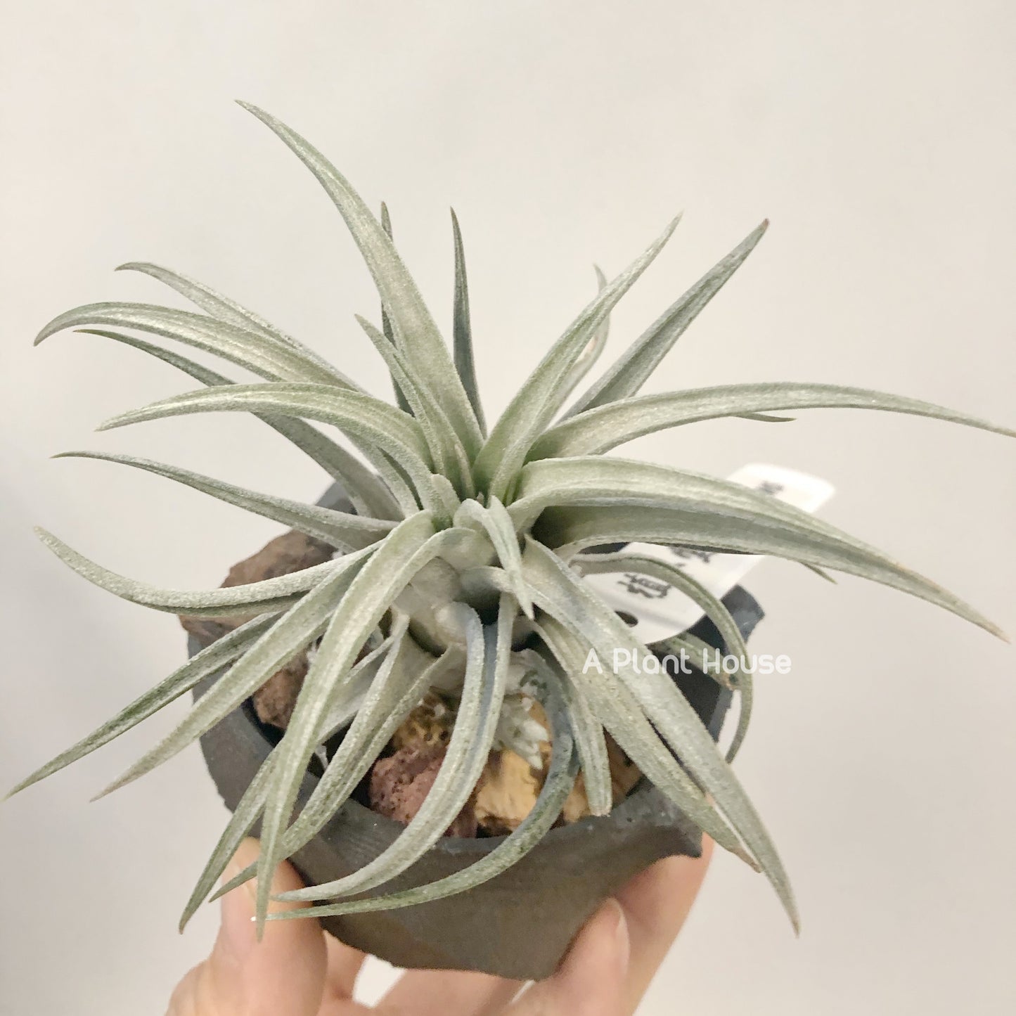 Tillandsia Chiapensis x Mitlaensis