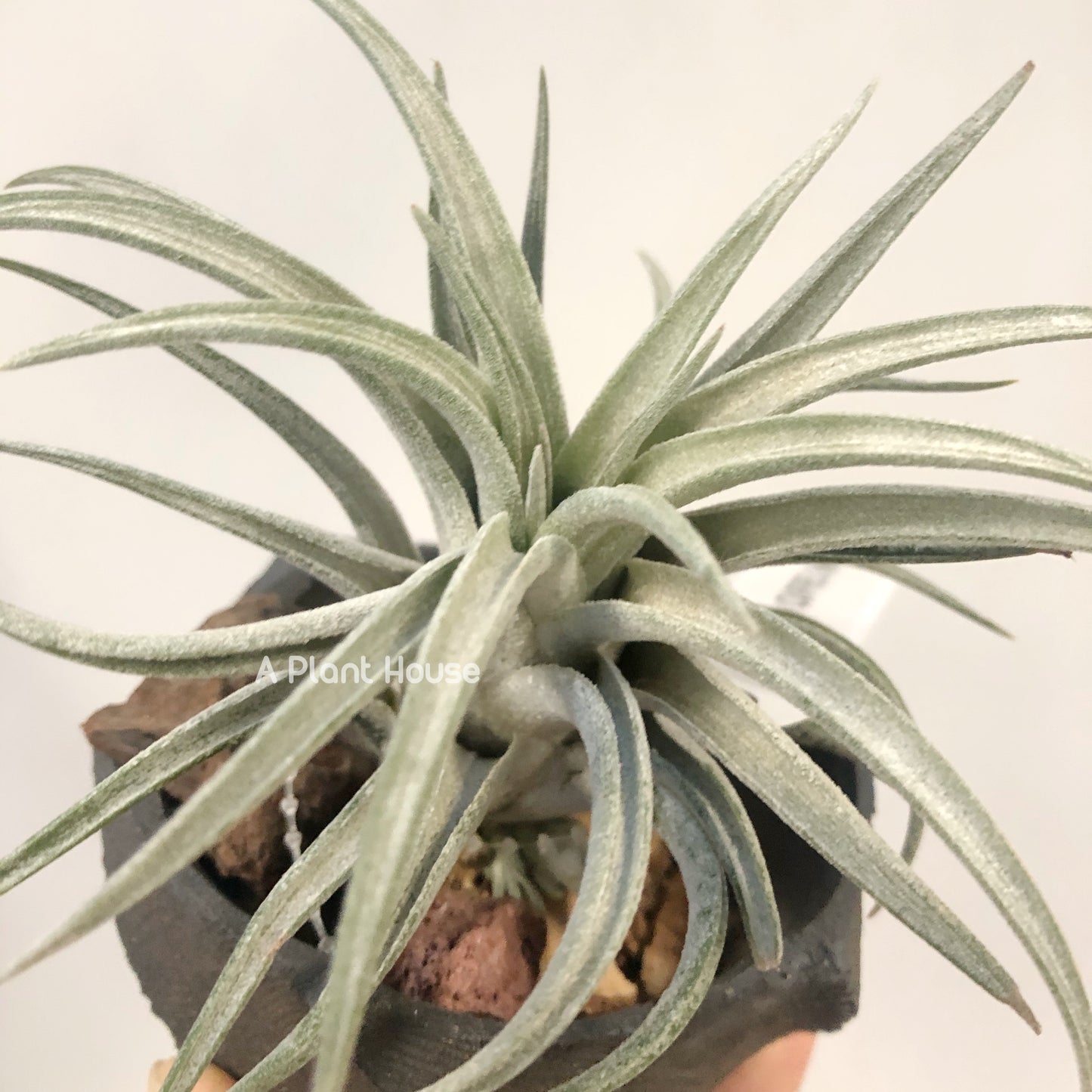 Tillandsia Chiapensis x Mitlaensis