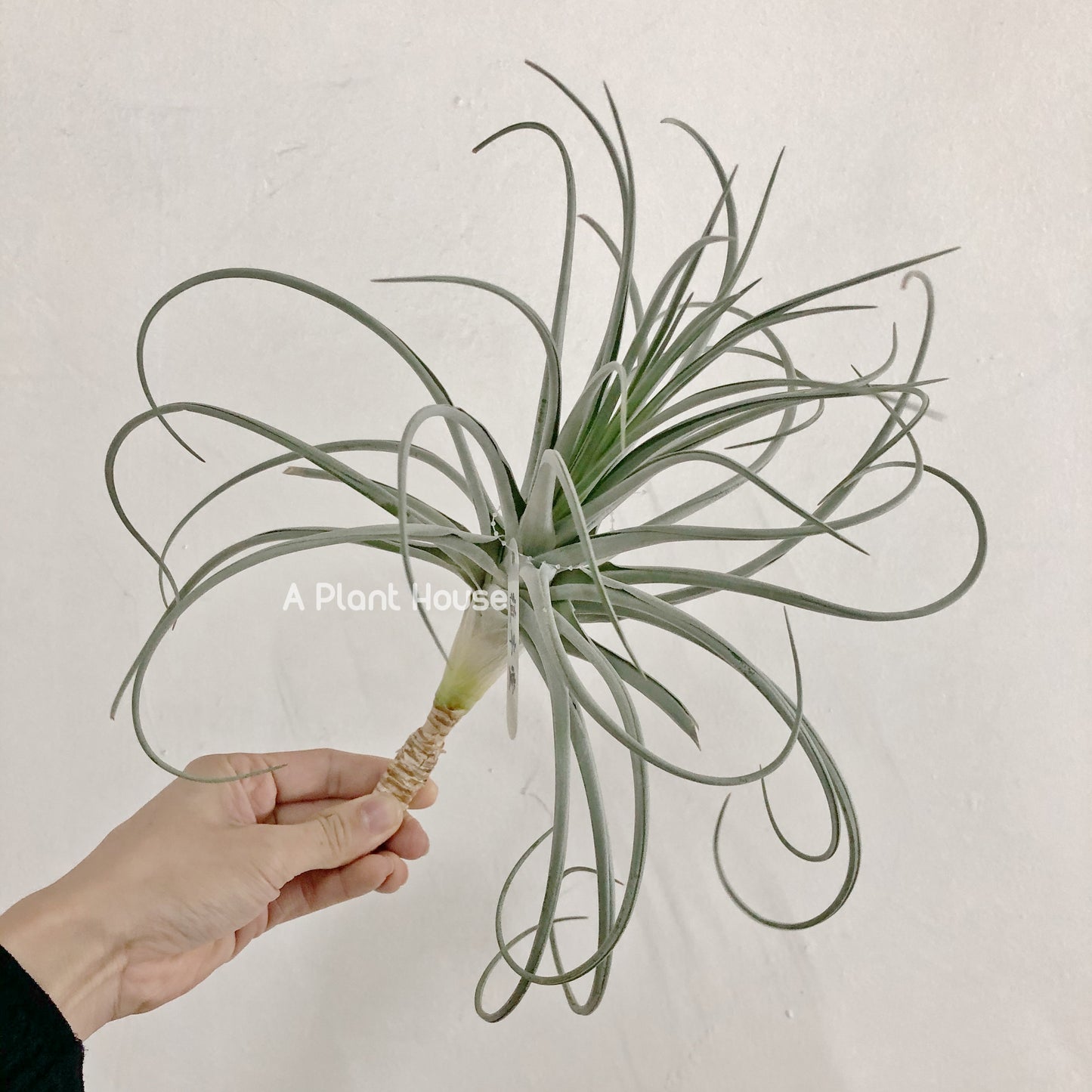 Tillandsia Lilac Spire