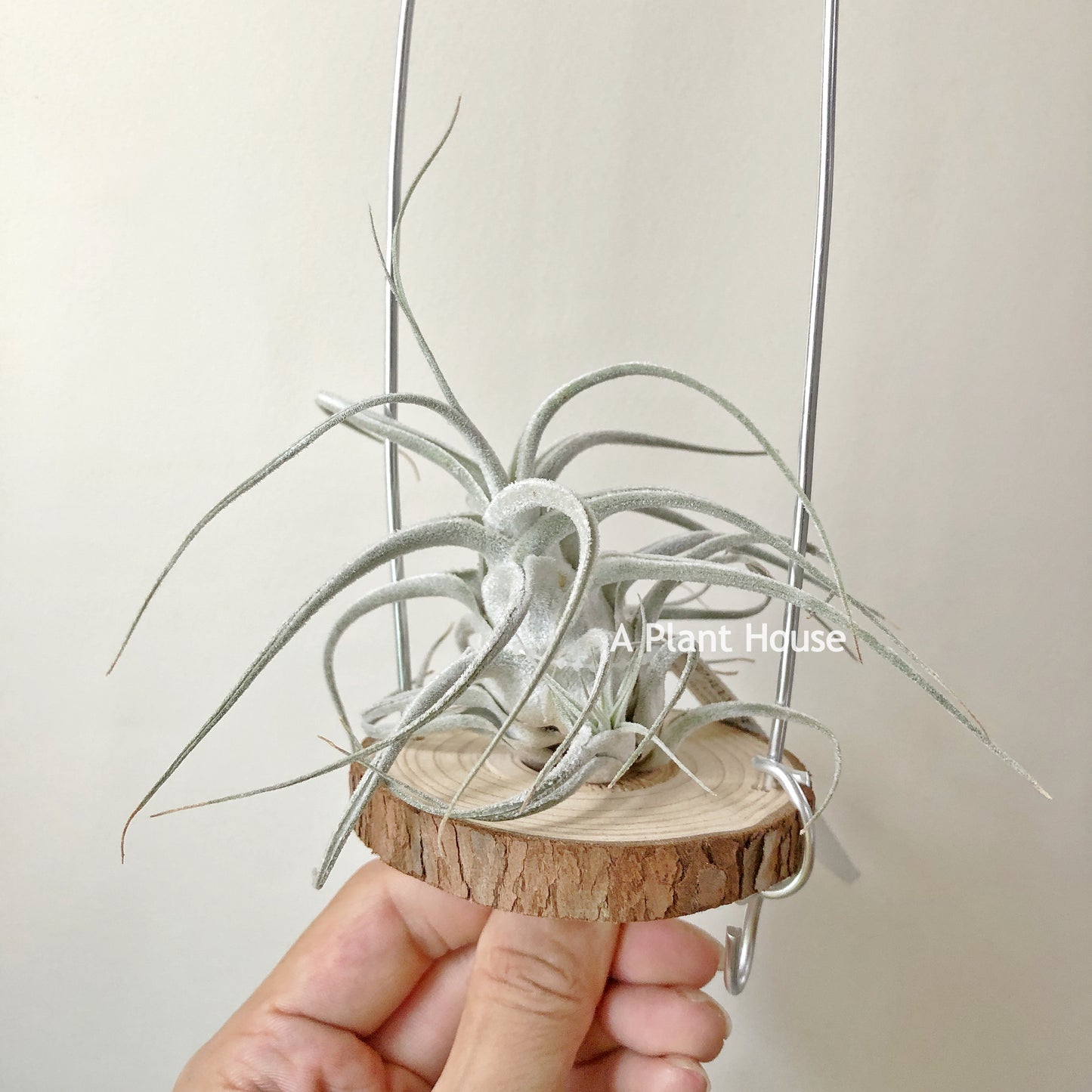 Tillandsia Ehlersiana