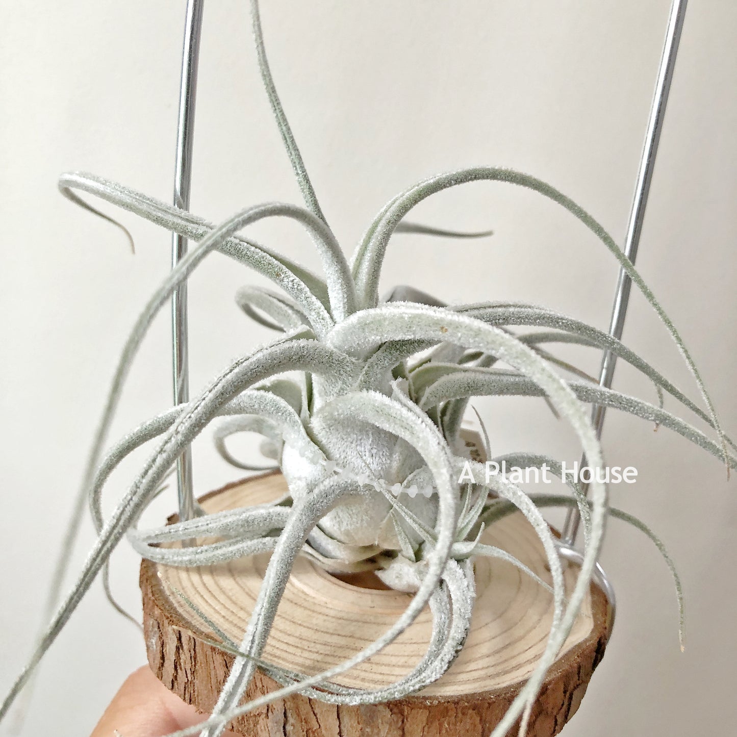 Tillandsia Ehlersiana