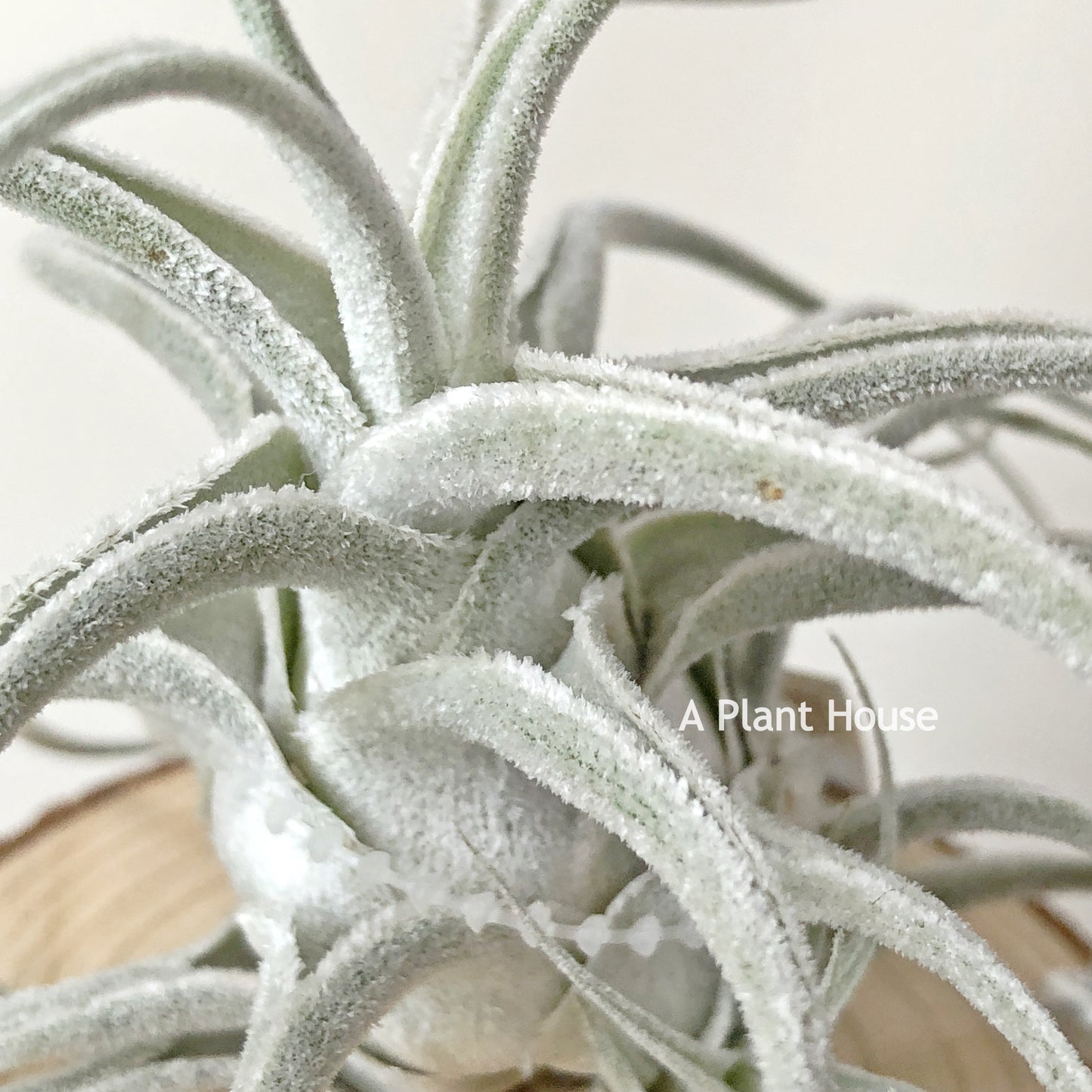 Tillandsia Ehlersiana