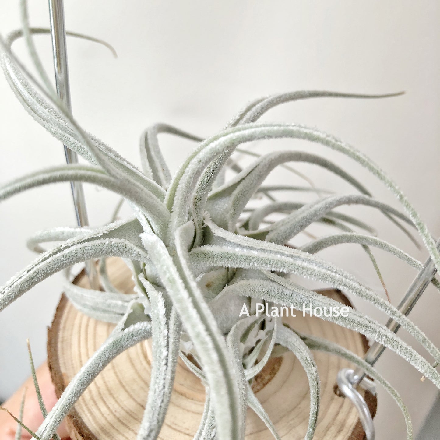 Tillandsia Ehlersiana