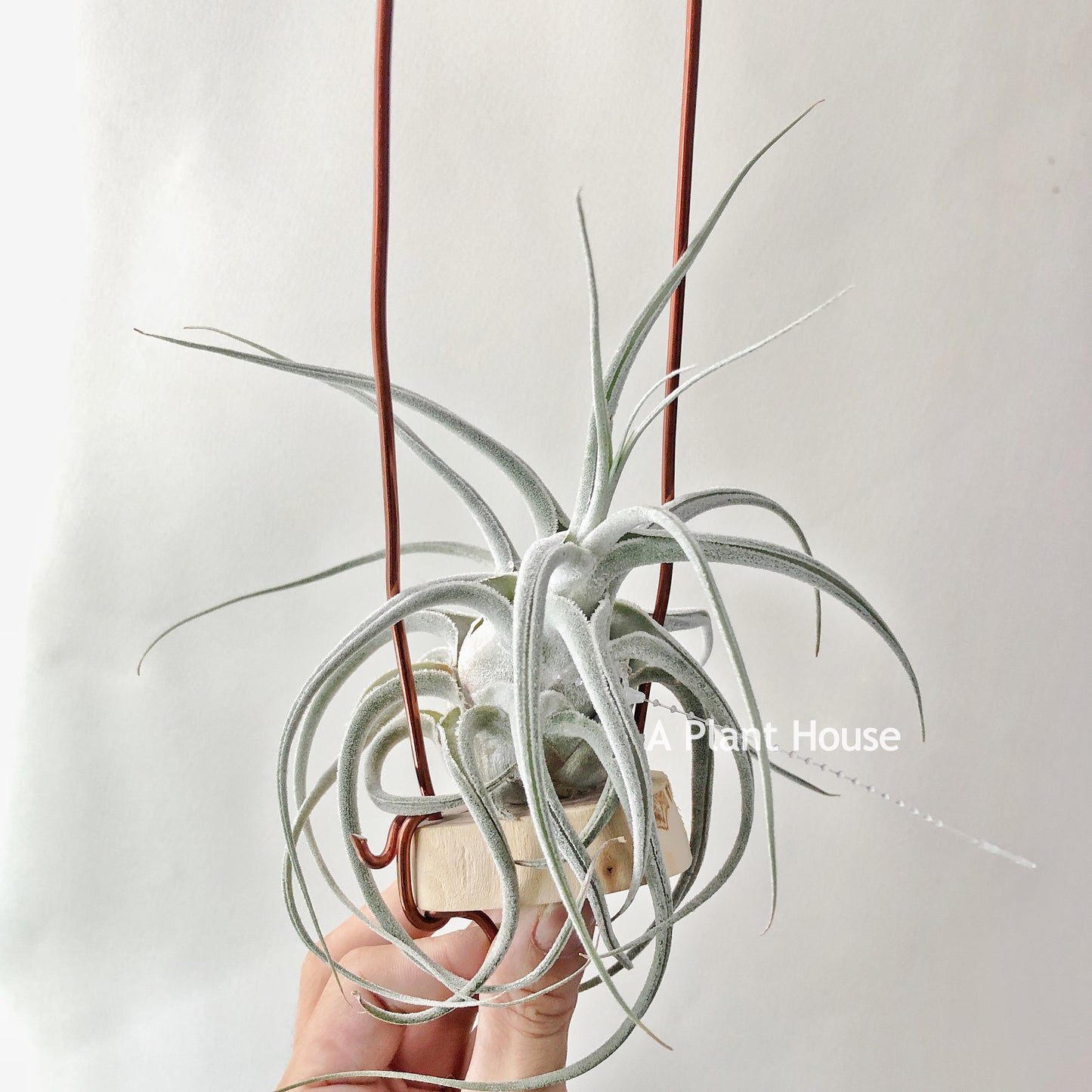 Tillandsia Ehlersiana
