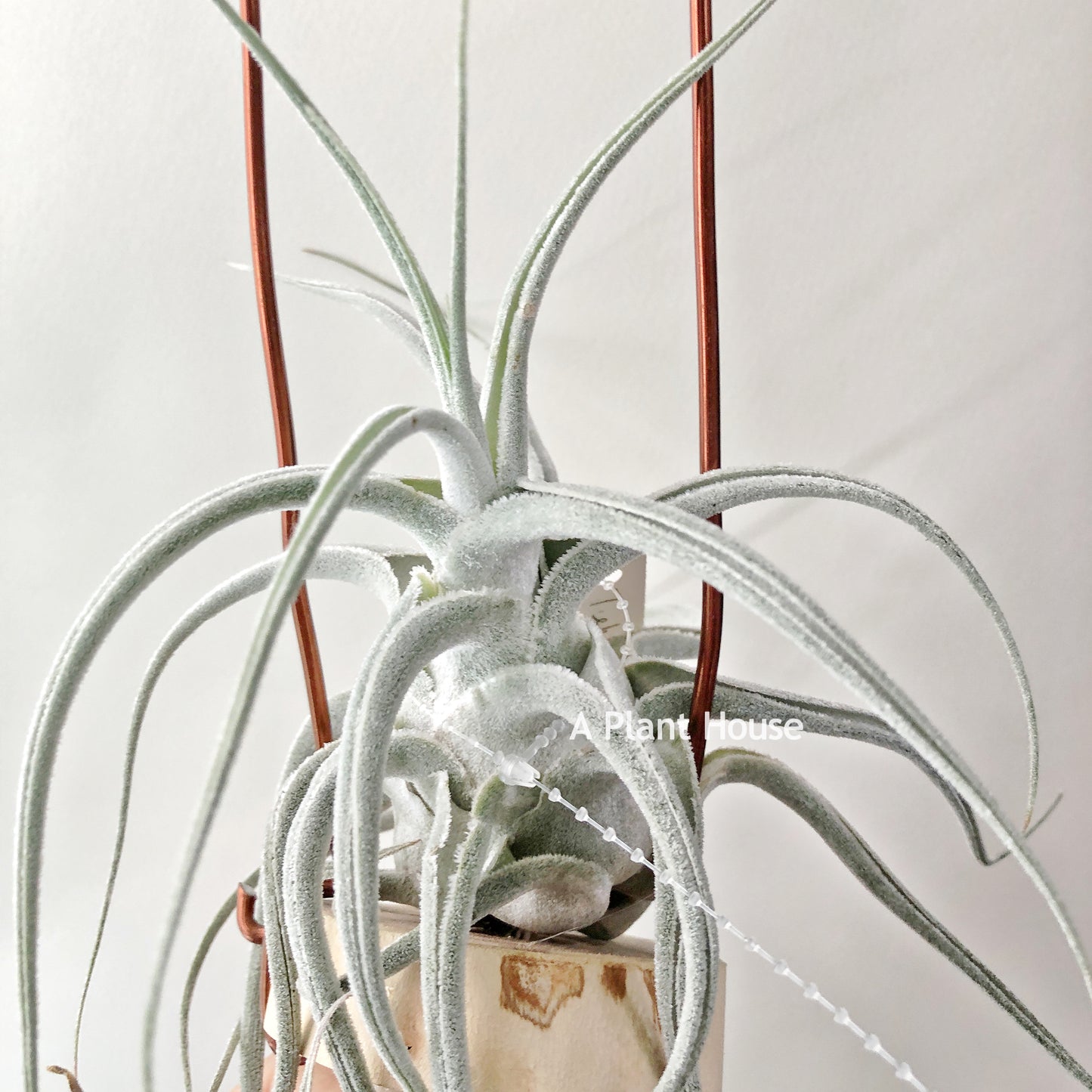 Tillandsia Ehlersiana