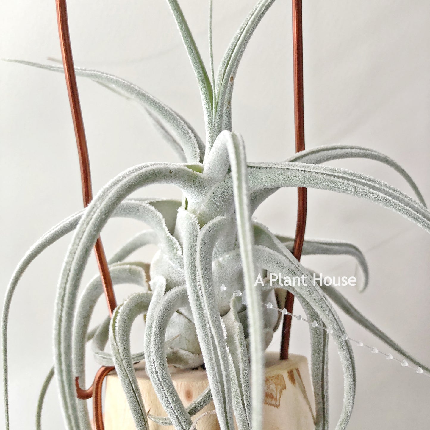 Tillandsia Ehlersiana
