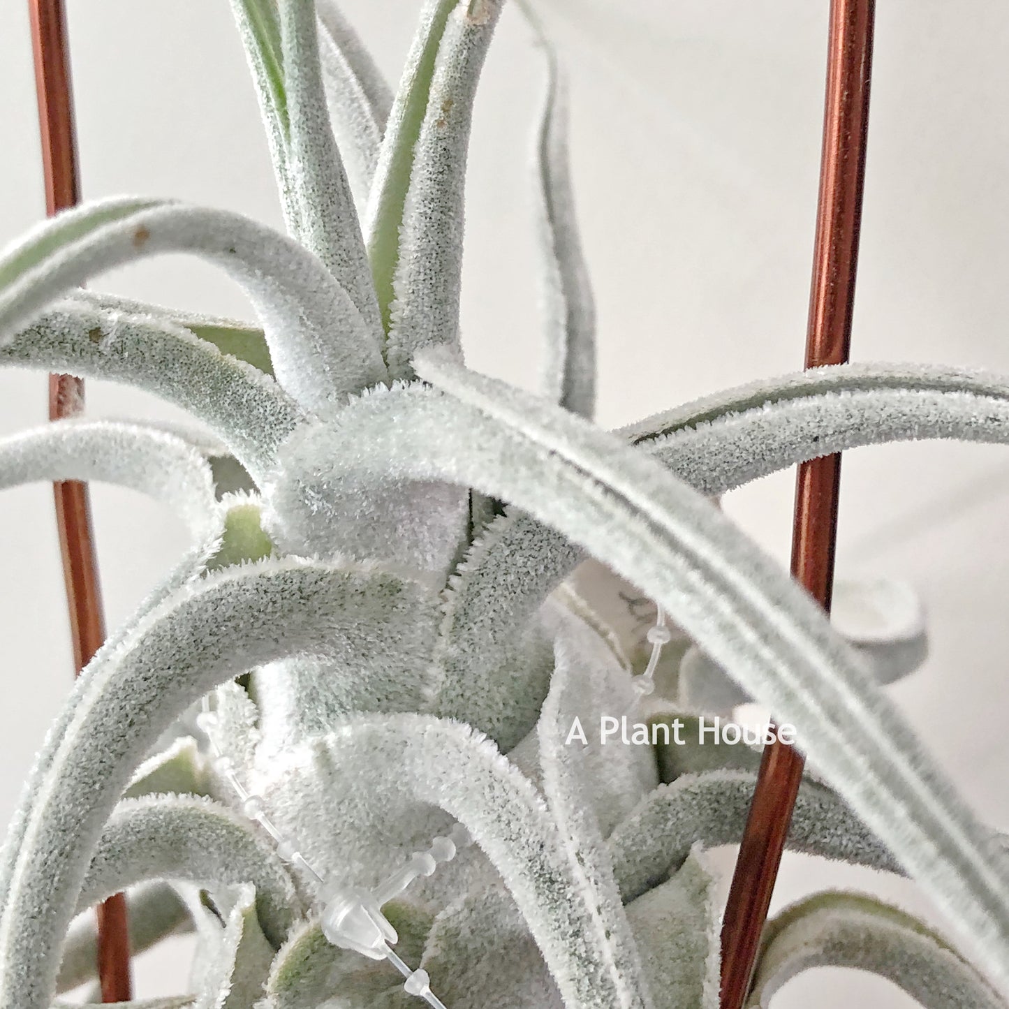 Tillandsia Ehlersiana