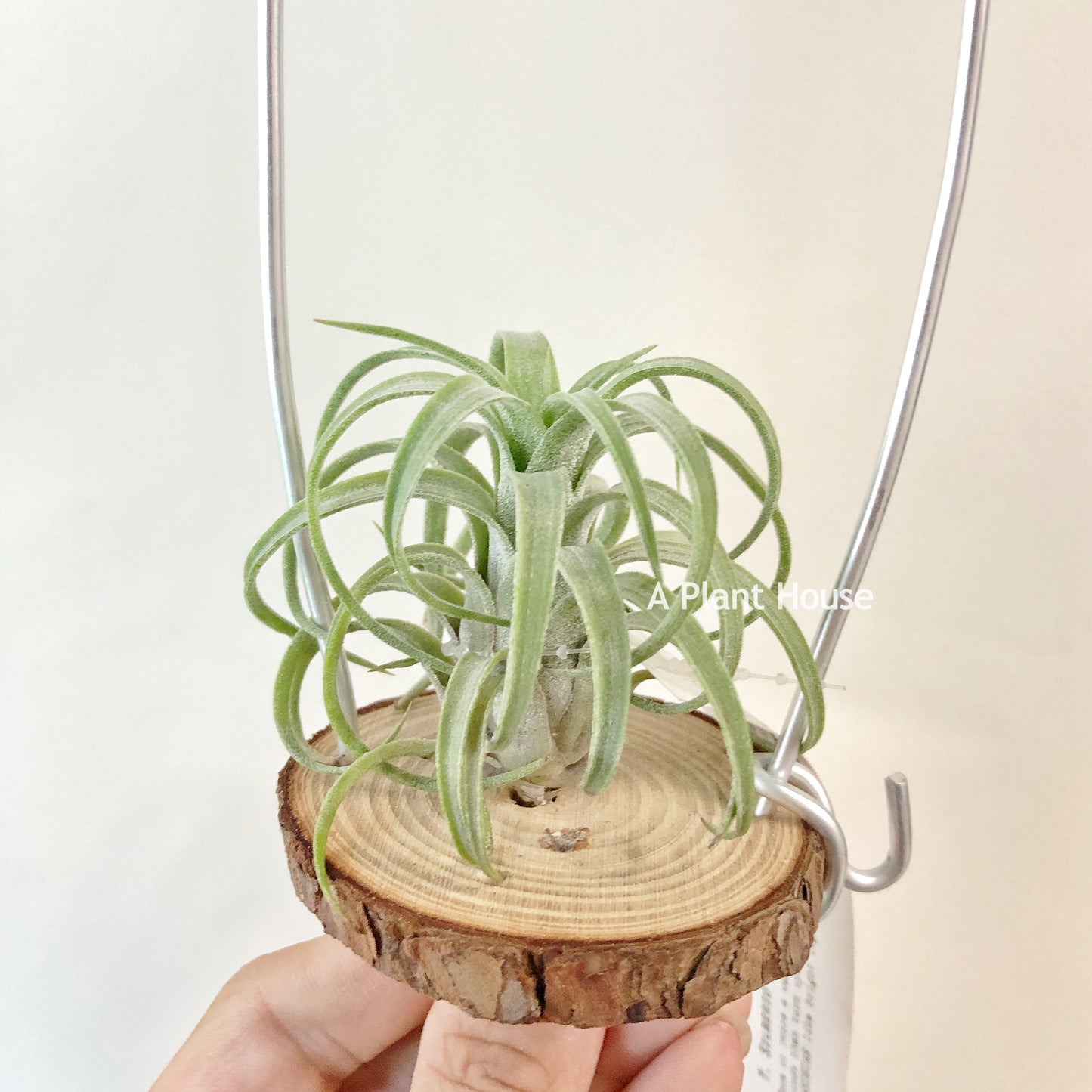 Tillandsia Silberio Sanchez
