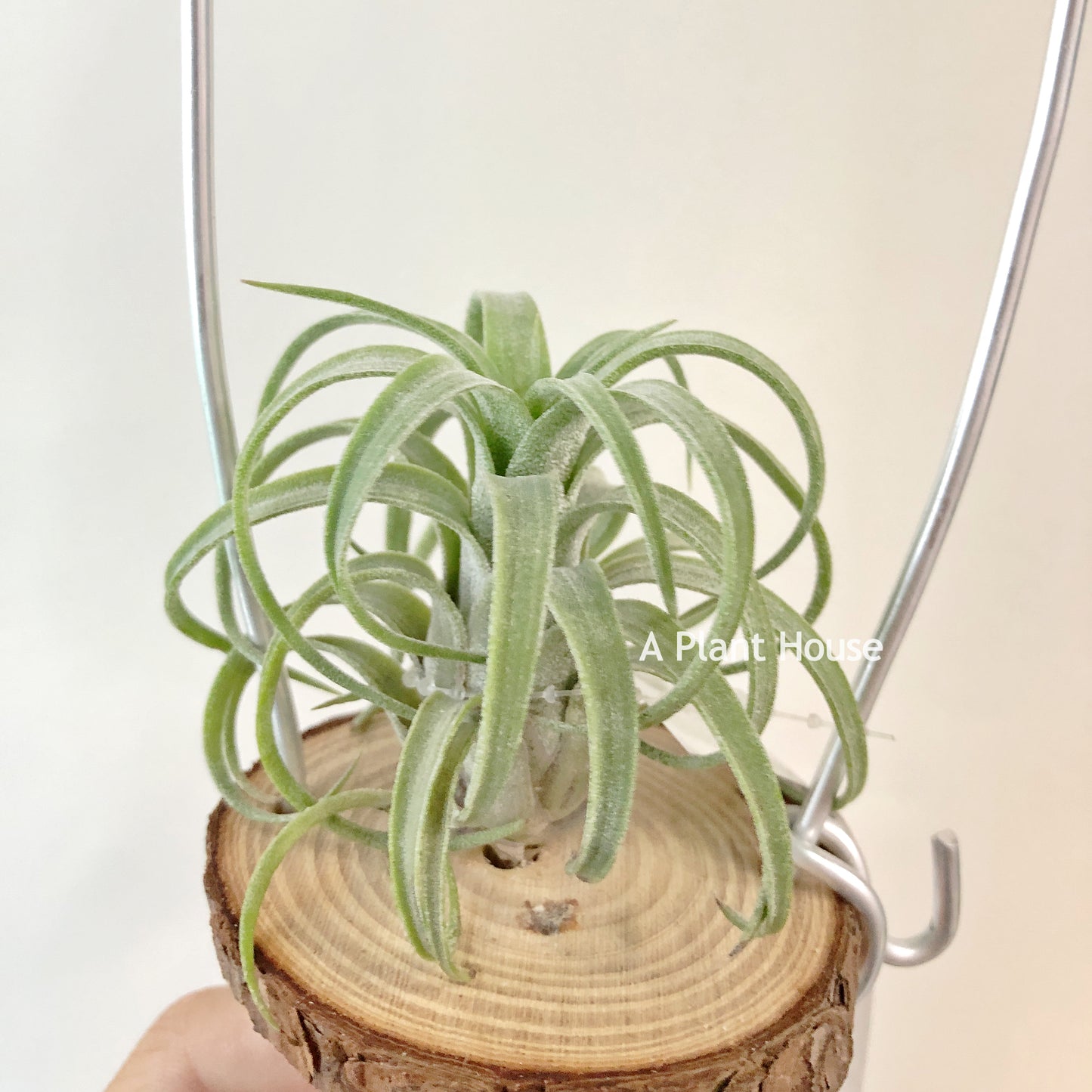 Tillandsia Silberio Sanchez