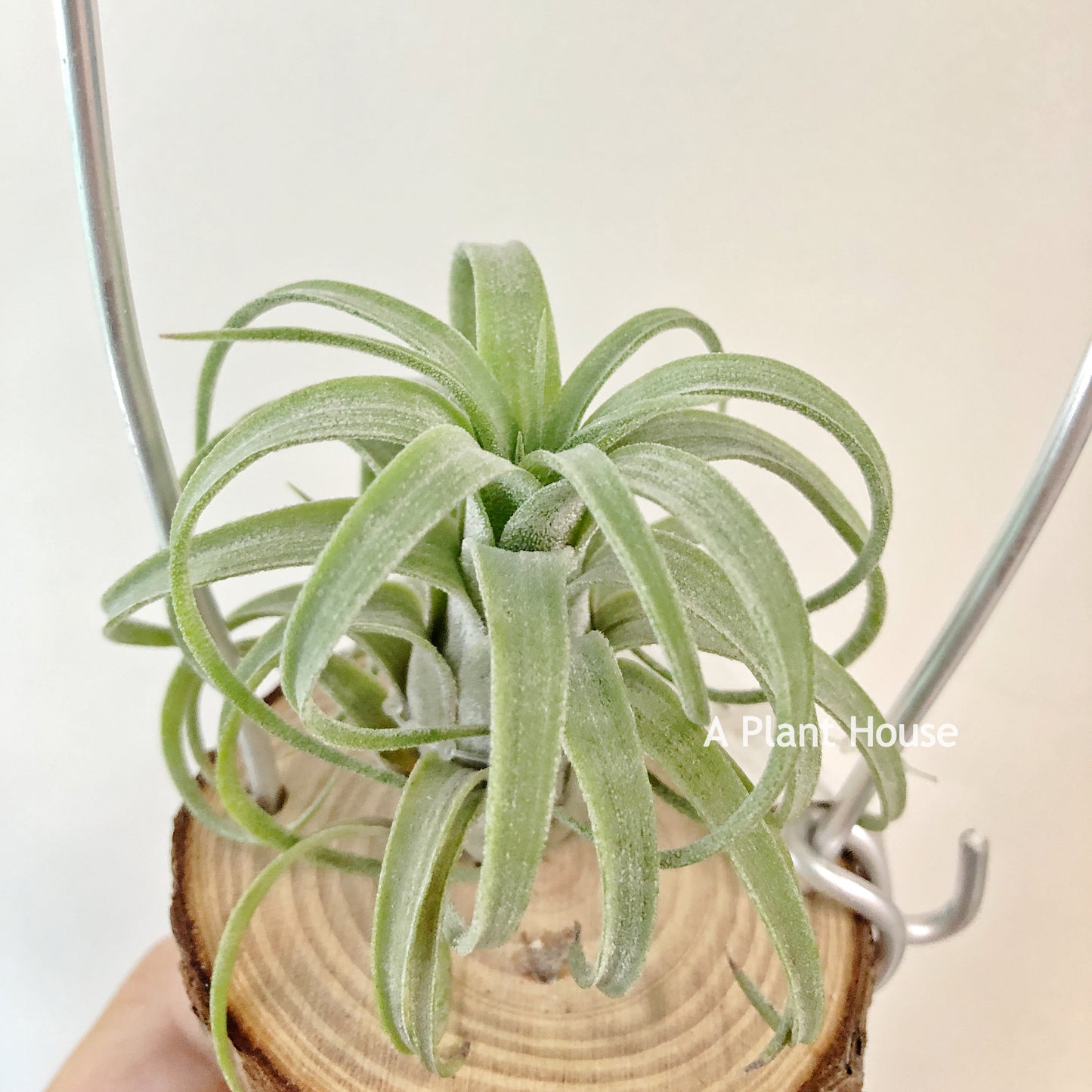 Tillandsia Silberio Sanchez
