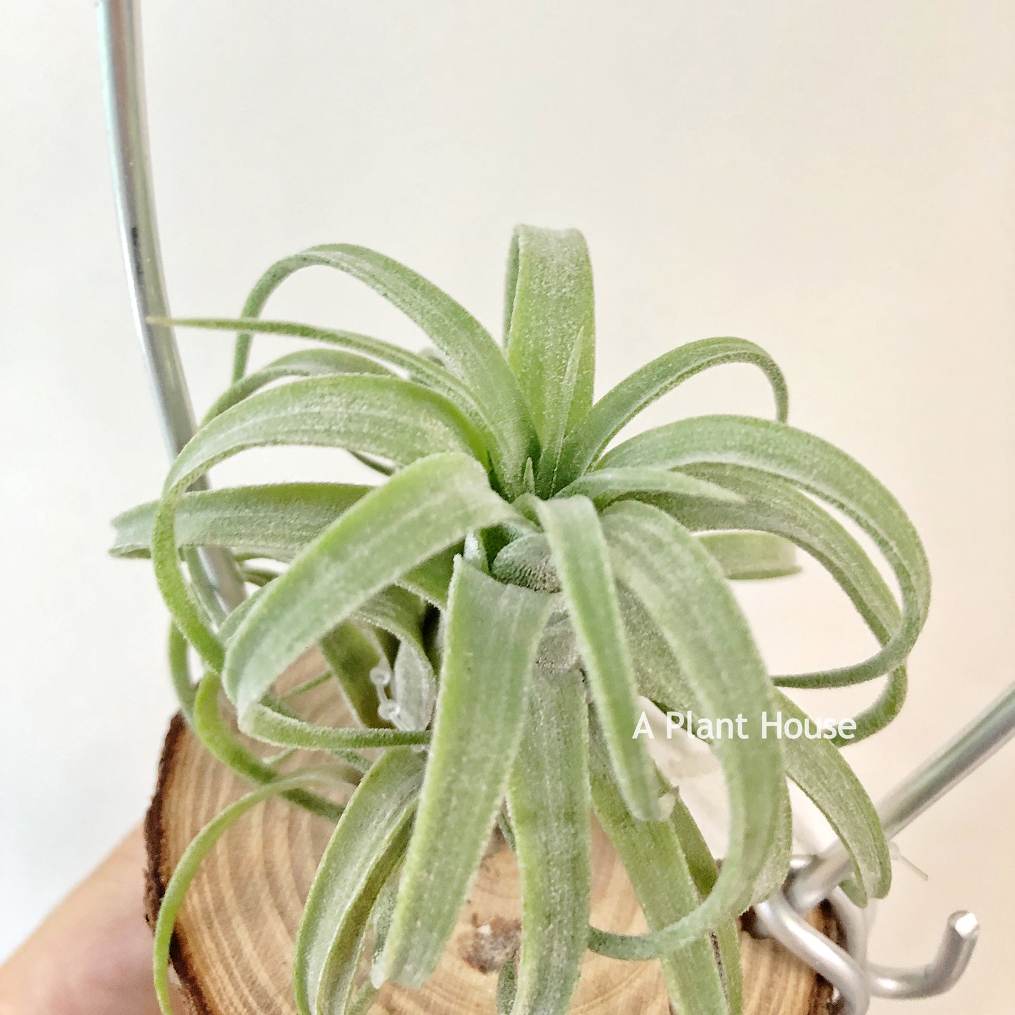 Tillandsia Silberio Sanchez