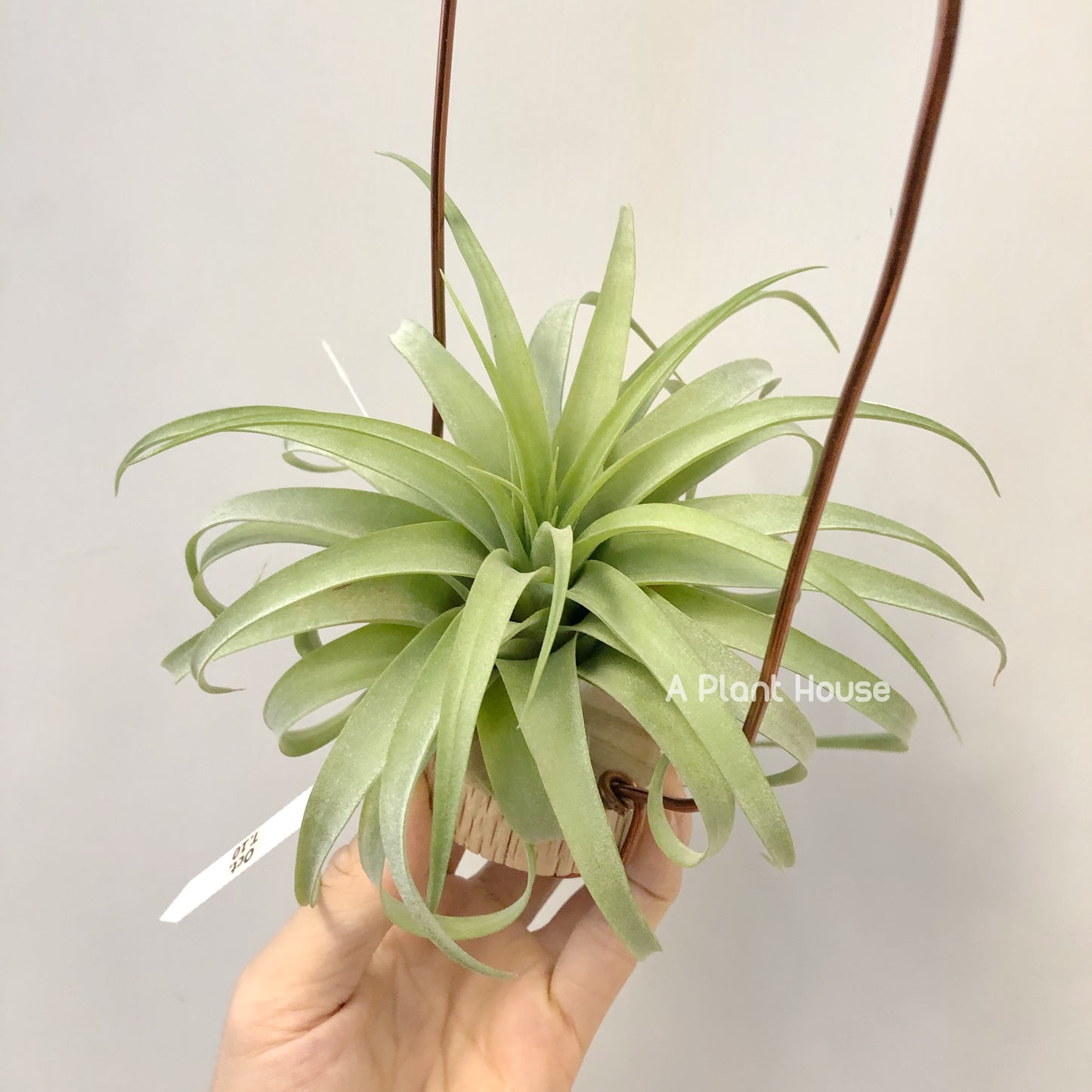 Tillandsia Streptophylla x Brachycaulos