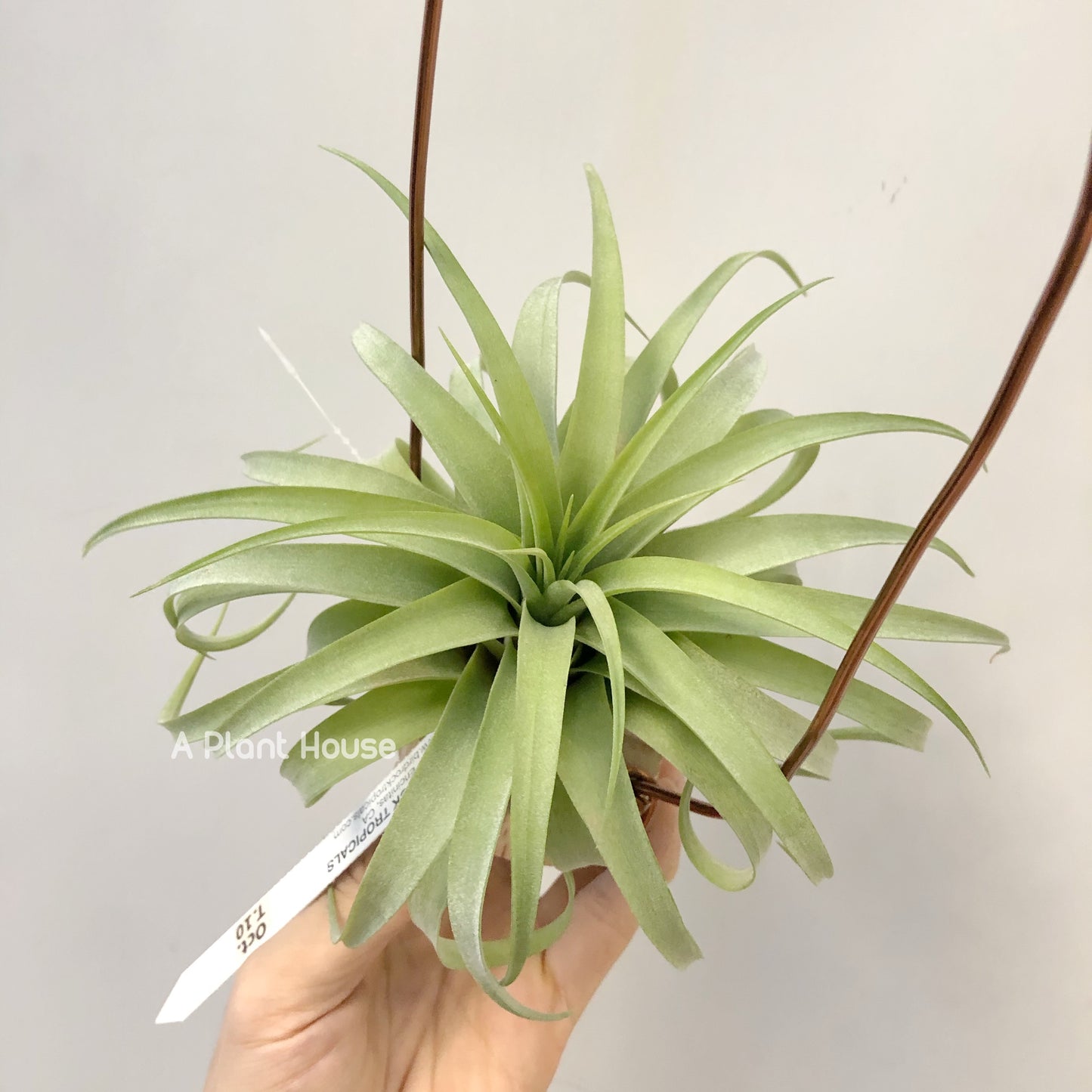 Tillandsia Streptophylla x Brachycaulos