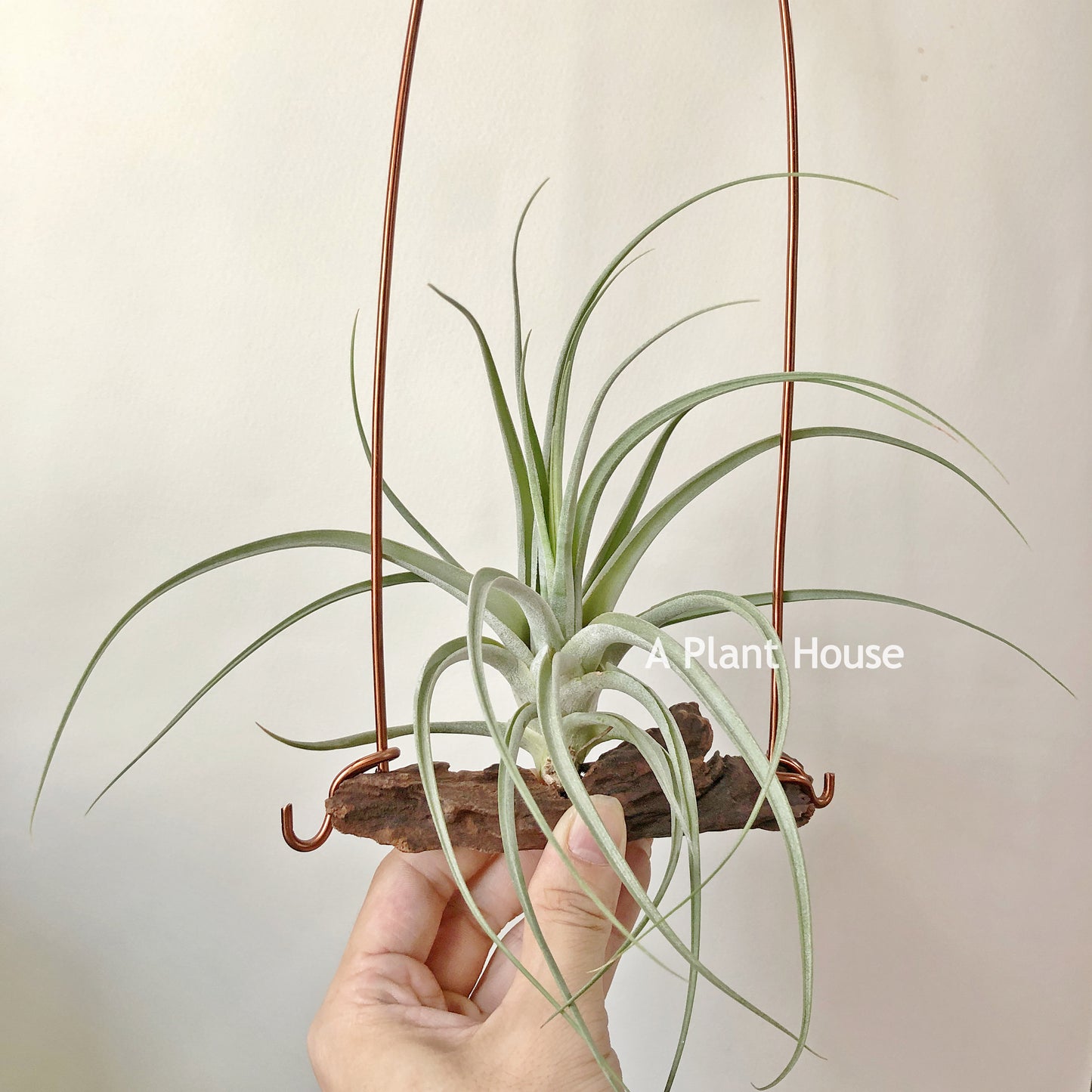 Tillandsia Bird Rock Magic