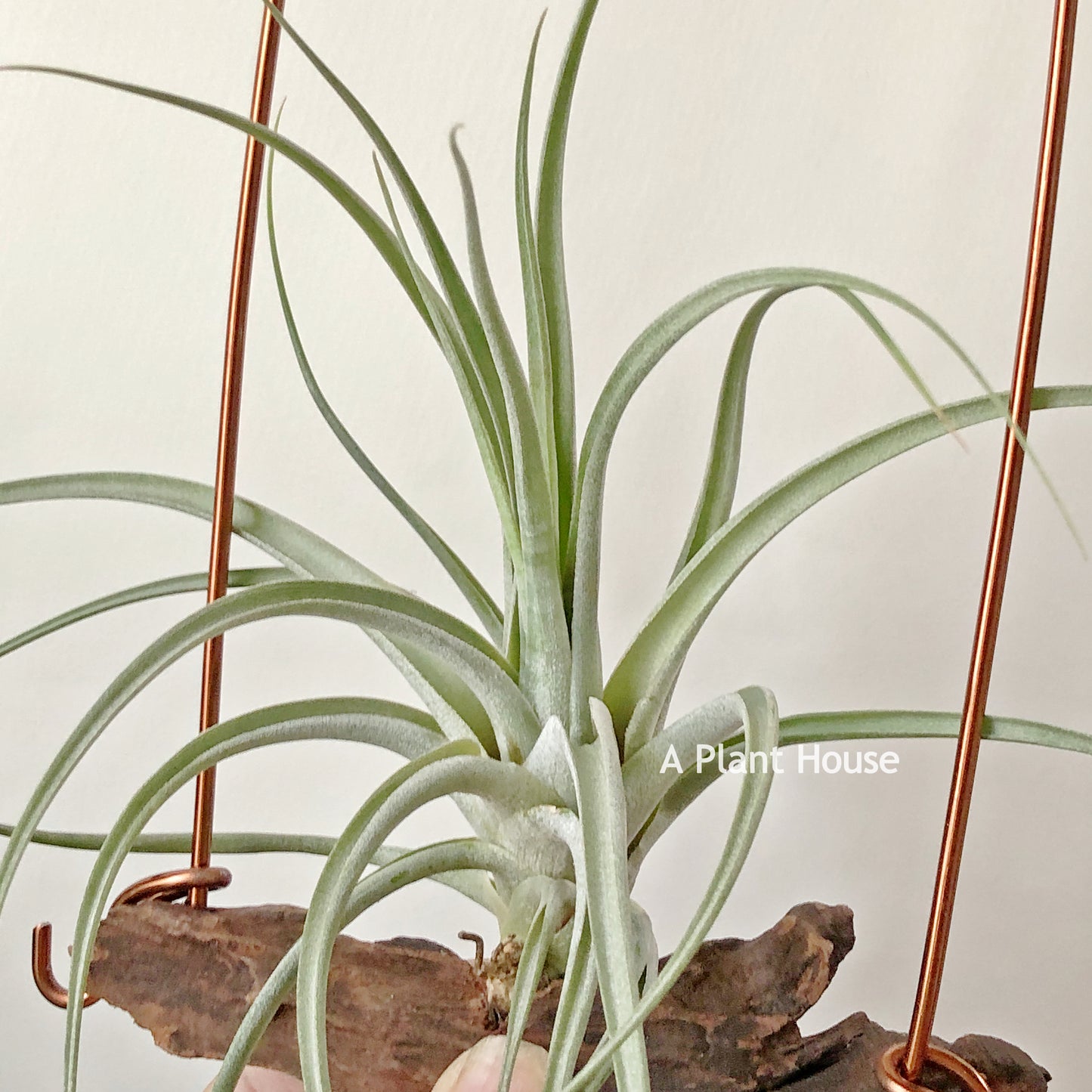 Tillandsia Bird Rock Magic
