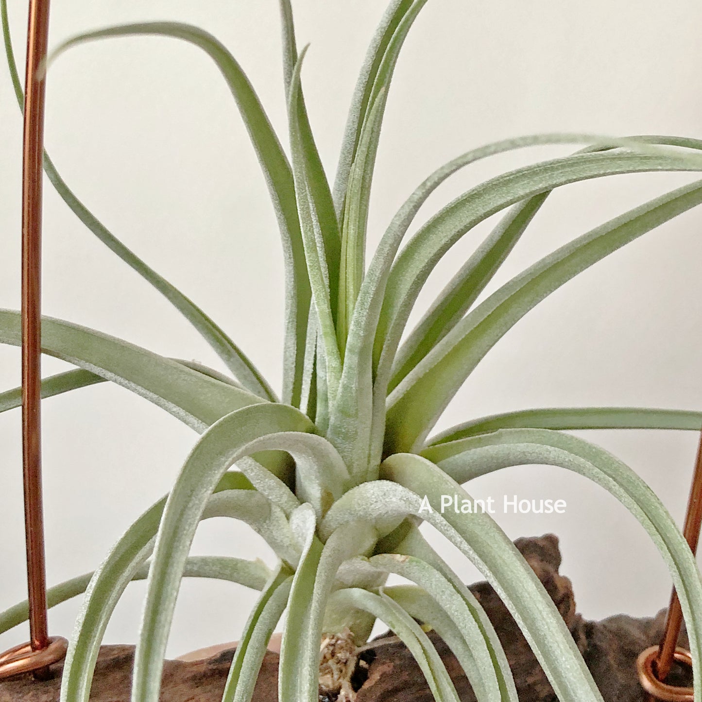 Tillandsia Bird Rock Magic
