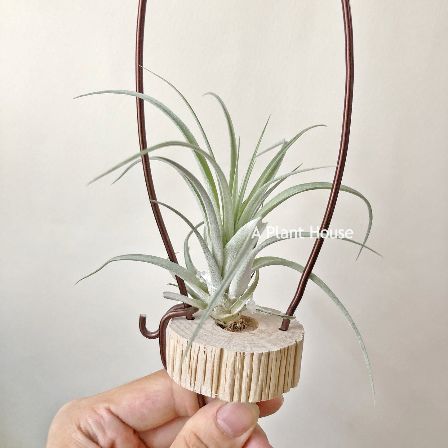 Tillandsia Redy’s Best