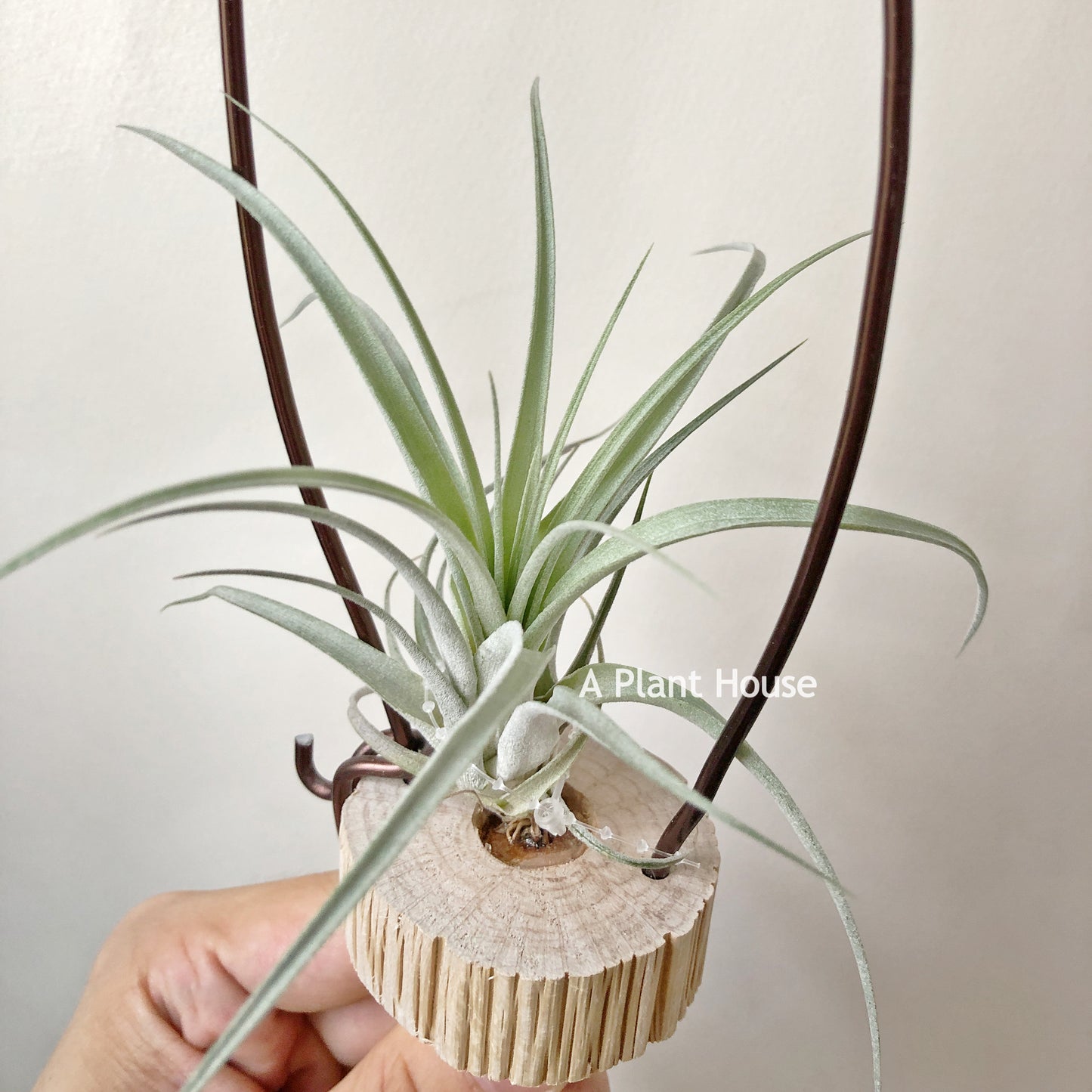 Tillandsia Redy’s Best