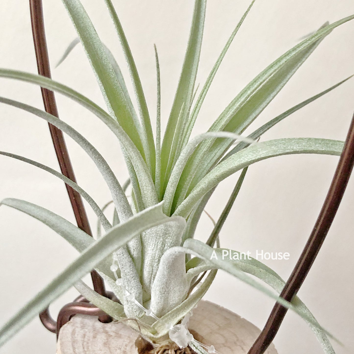 Tillandsia Redy’s Best