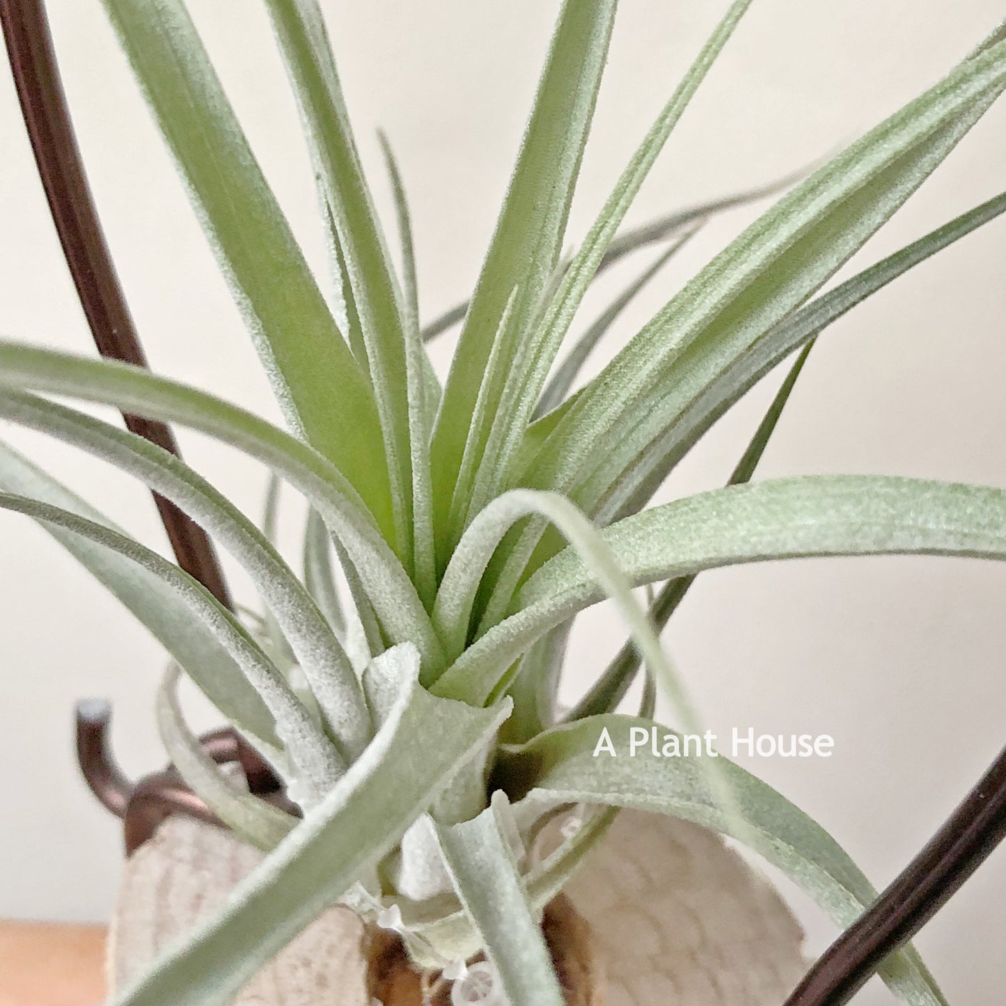 Tillandsia Redy’s Best