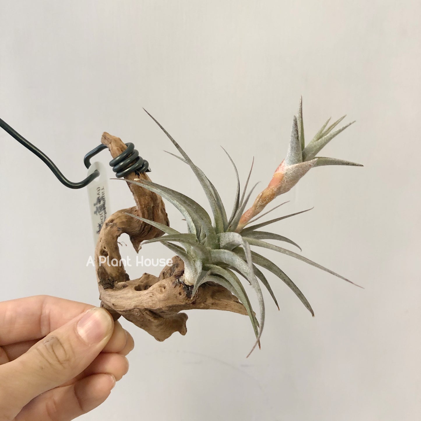 Tillandsia Latifolia Vivipara Type 3