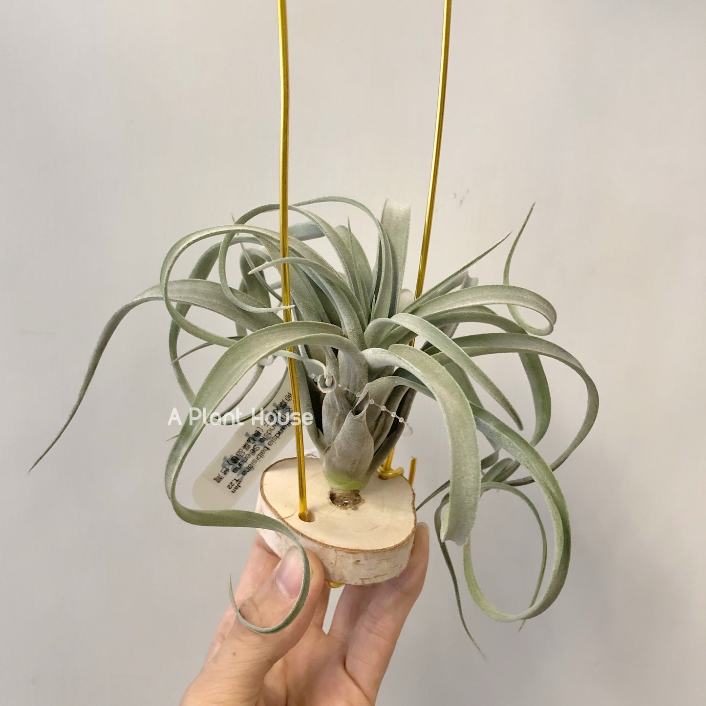 Tillandsia Balbisiana x Seleriana