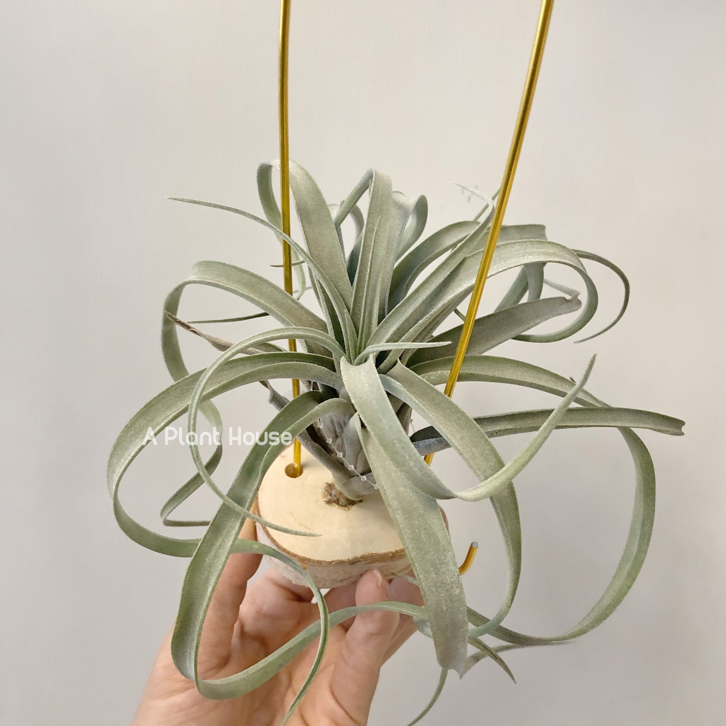 Tillandsia Balbisiana x Seleriana
