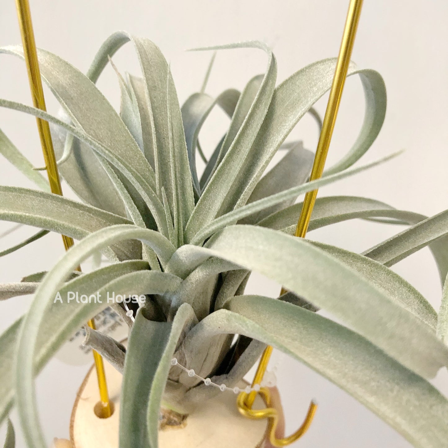 Tillandsia Balbisiana x Seleriana