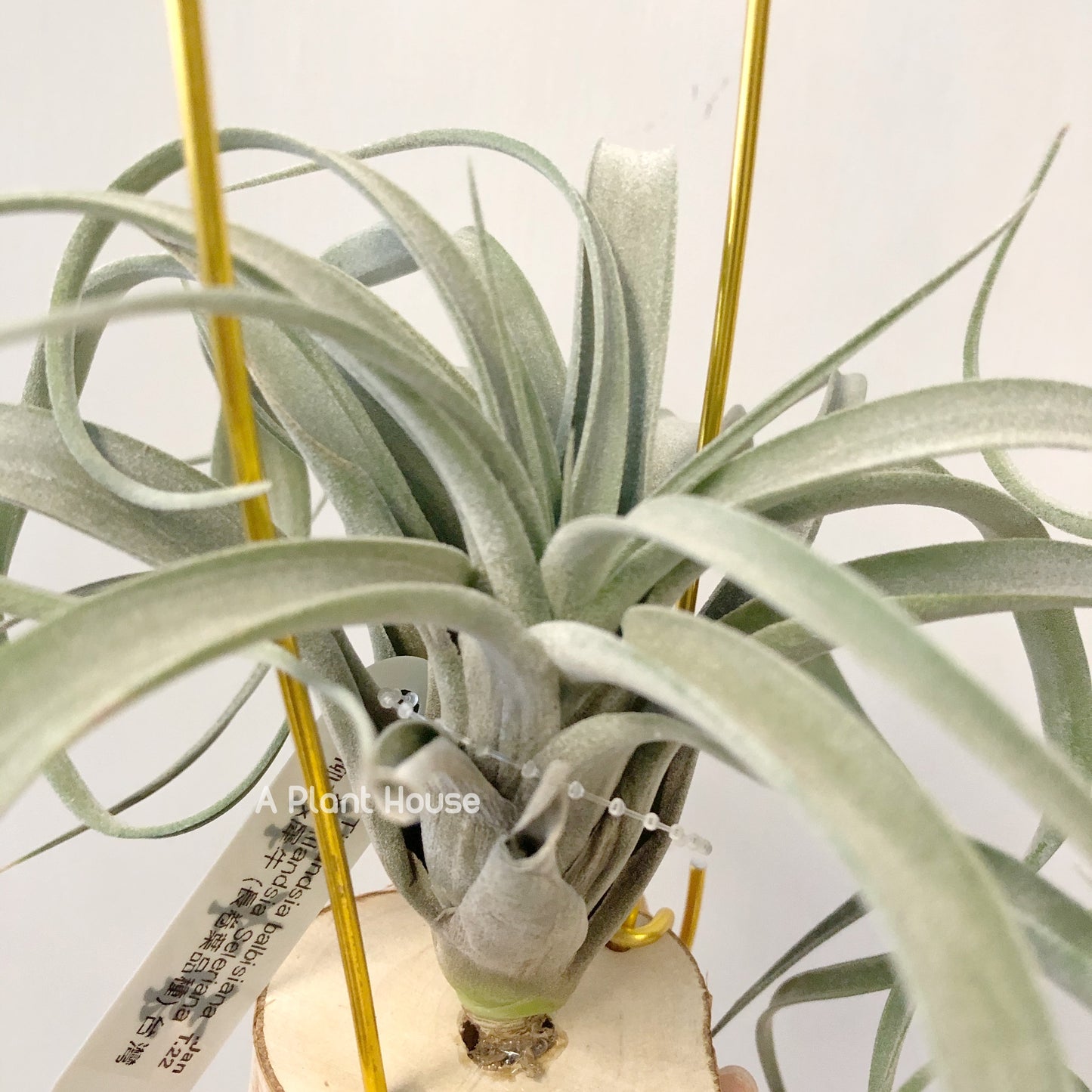 Tillandsia Balbisiana x Seleriana