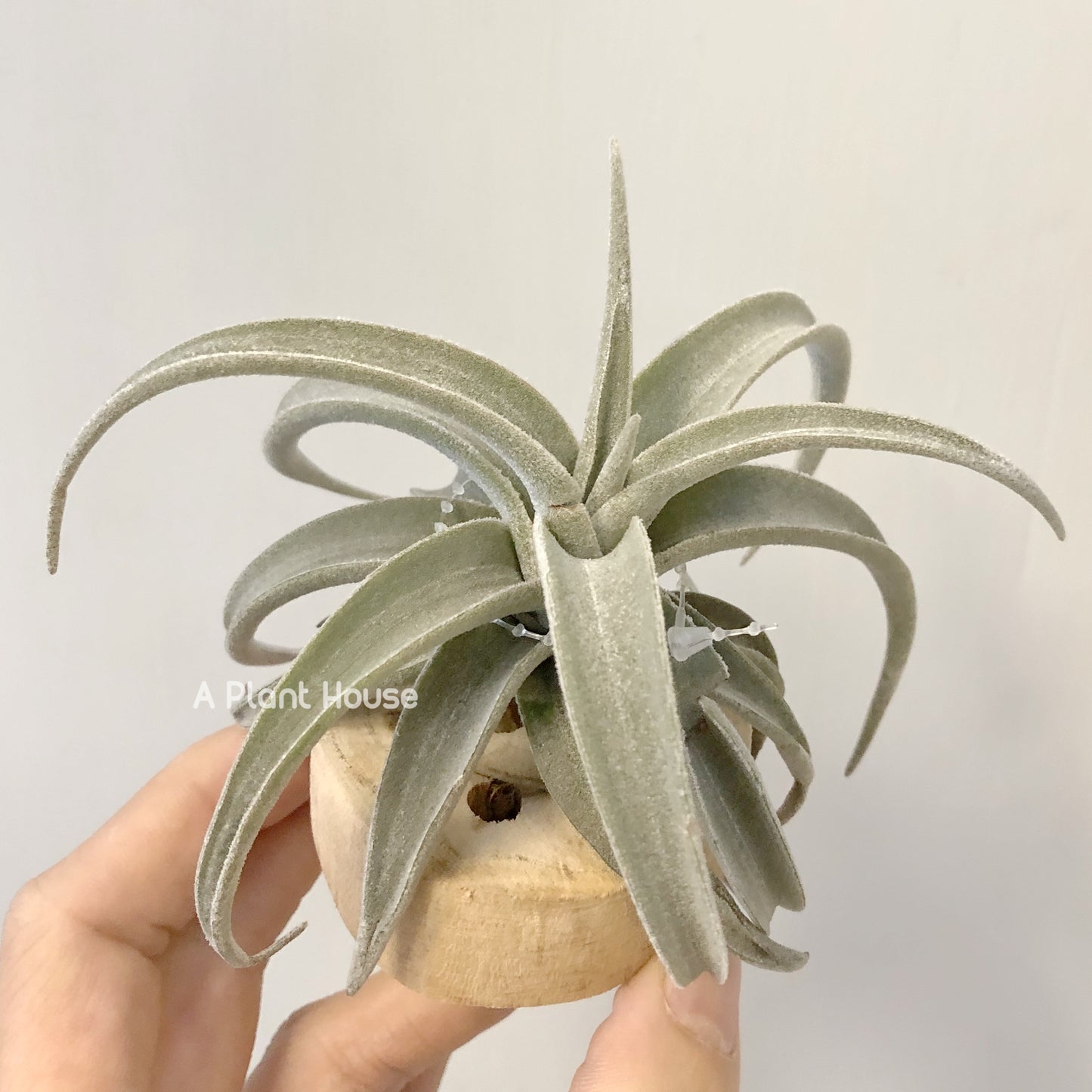 Tillandsia Latifolia Leucophylla