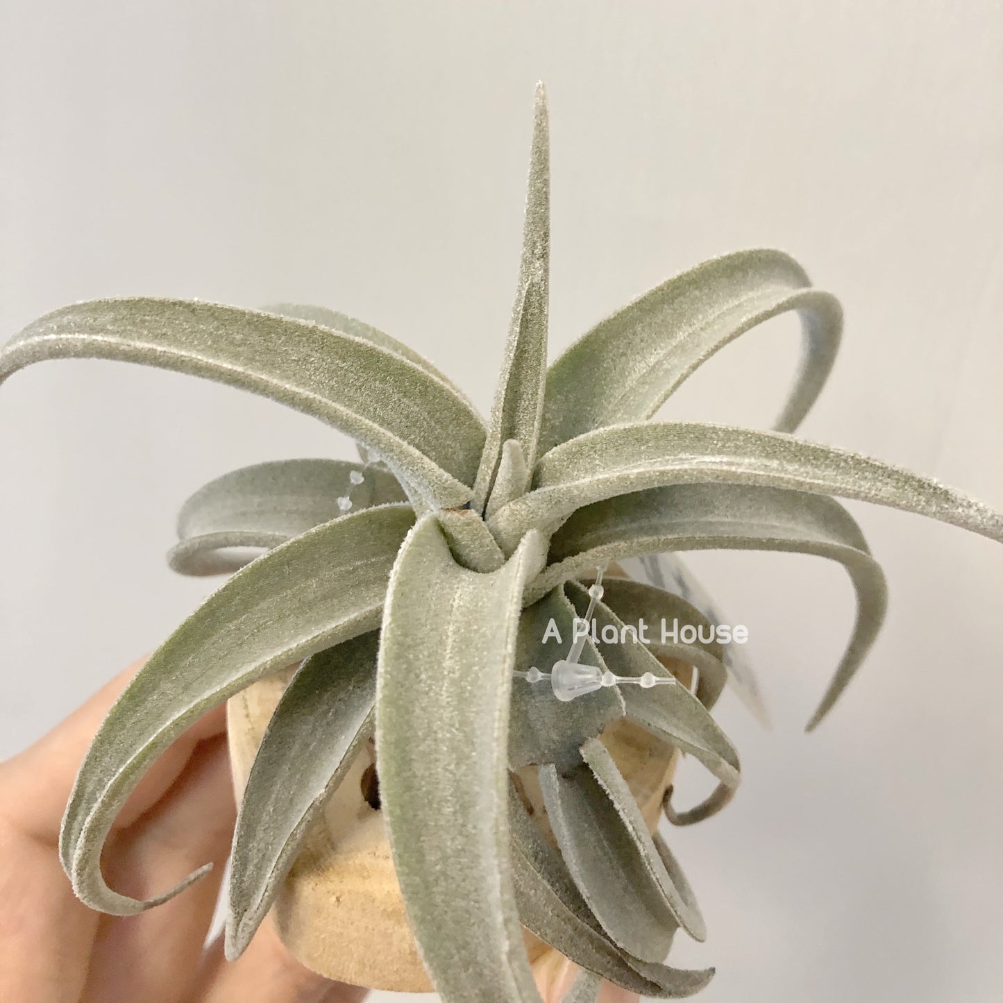 Tillandsia Latifolia Leucophylla