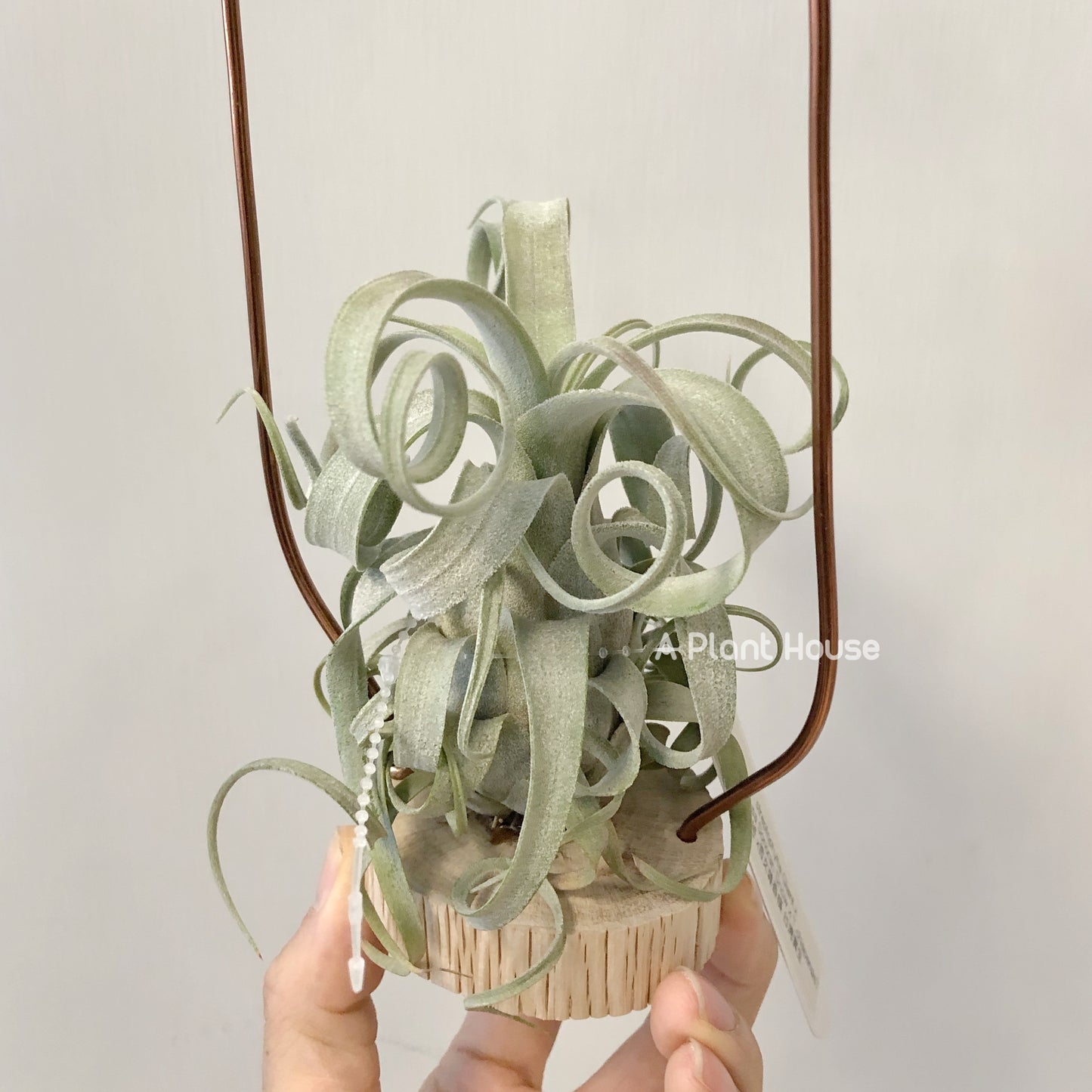 Tillandsia Streptophylla Giant x (Capit-Medusae Sonaran Snow x Chiapensis)