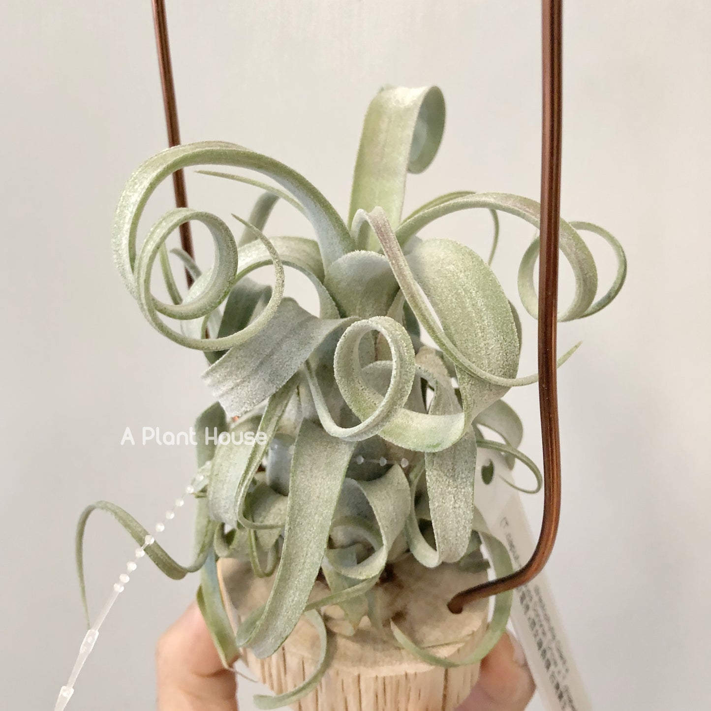 Tillandsia Streptophylla Giant x (Capit-Medusae Sonaran Snow x Chiapensis)