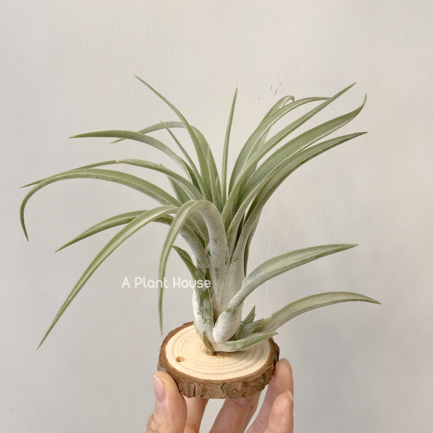 Tillandsia Chiapensis x Velutina